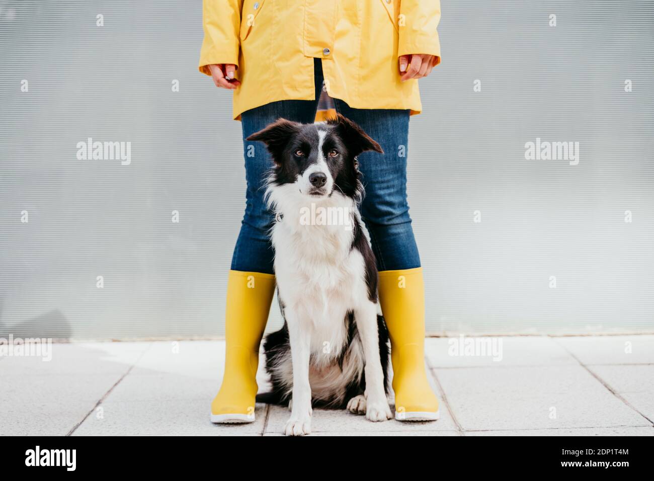 border collie wellies