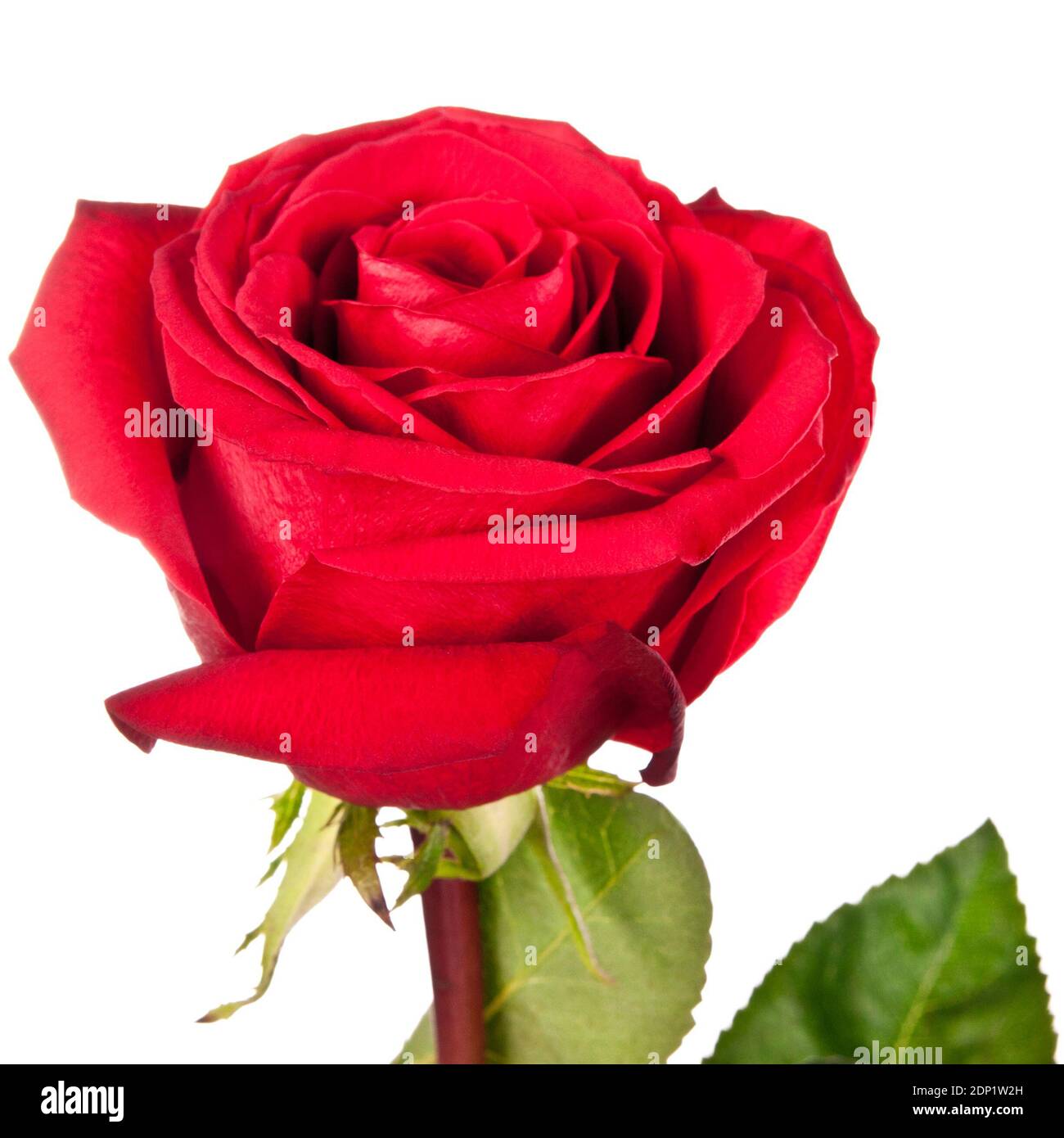 Green rose leaves background hi-res stock photography and images - Alamy