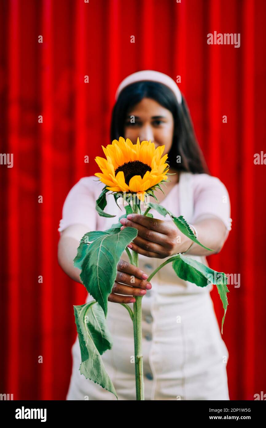 Young woman in front of red wall, presenting sunflower Stock Photo