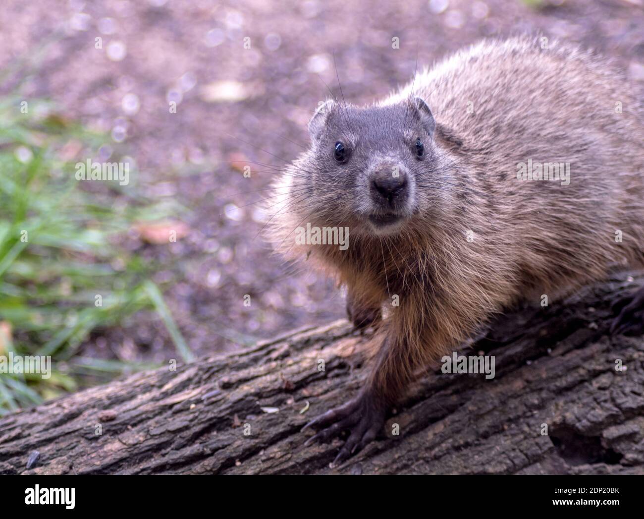 Baby Woodchuck High Resolution Stock Photography and Images Alamy
