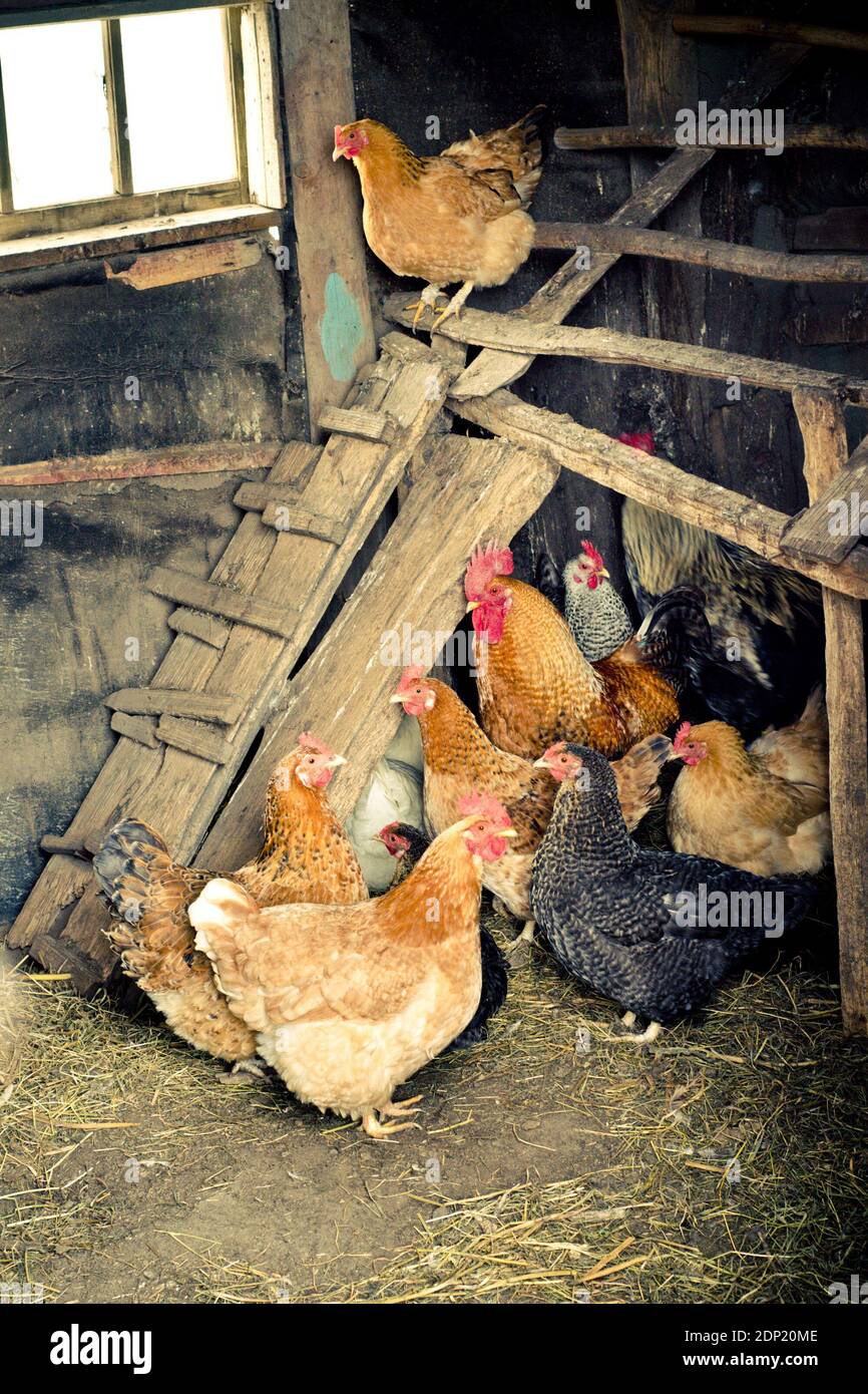 chicken coop with a lot of chickens Stock Photo Alamy