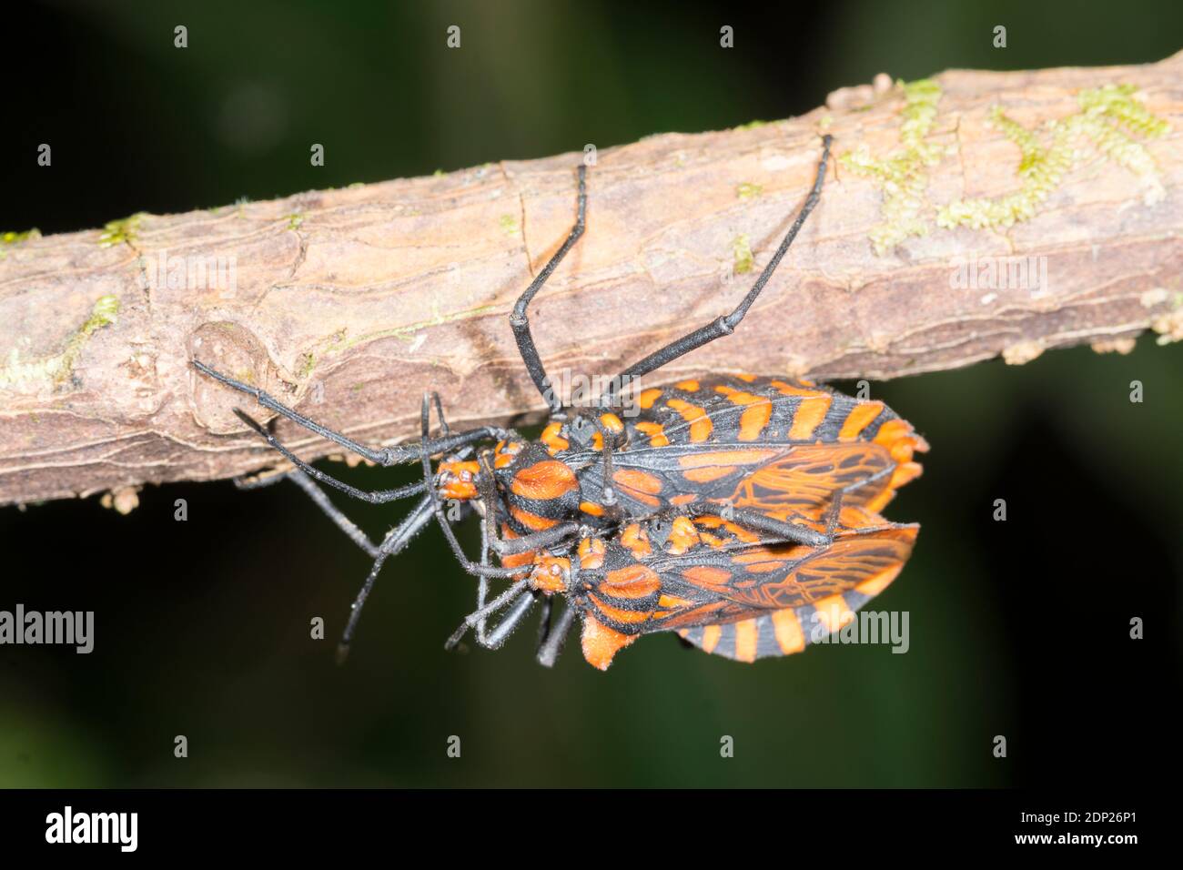 Mating pair of leaf-footed bugs (Spartocera pantomima, family Coreidae) on a branch in the understory of montane rainforest in the Los Cedros Reserve, Stock Photo