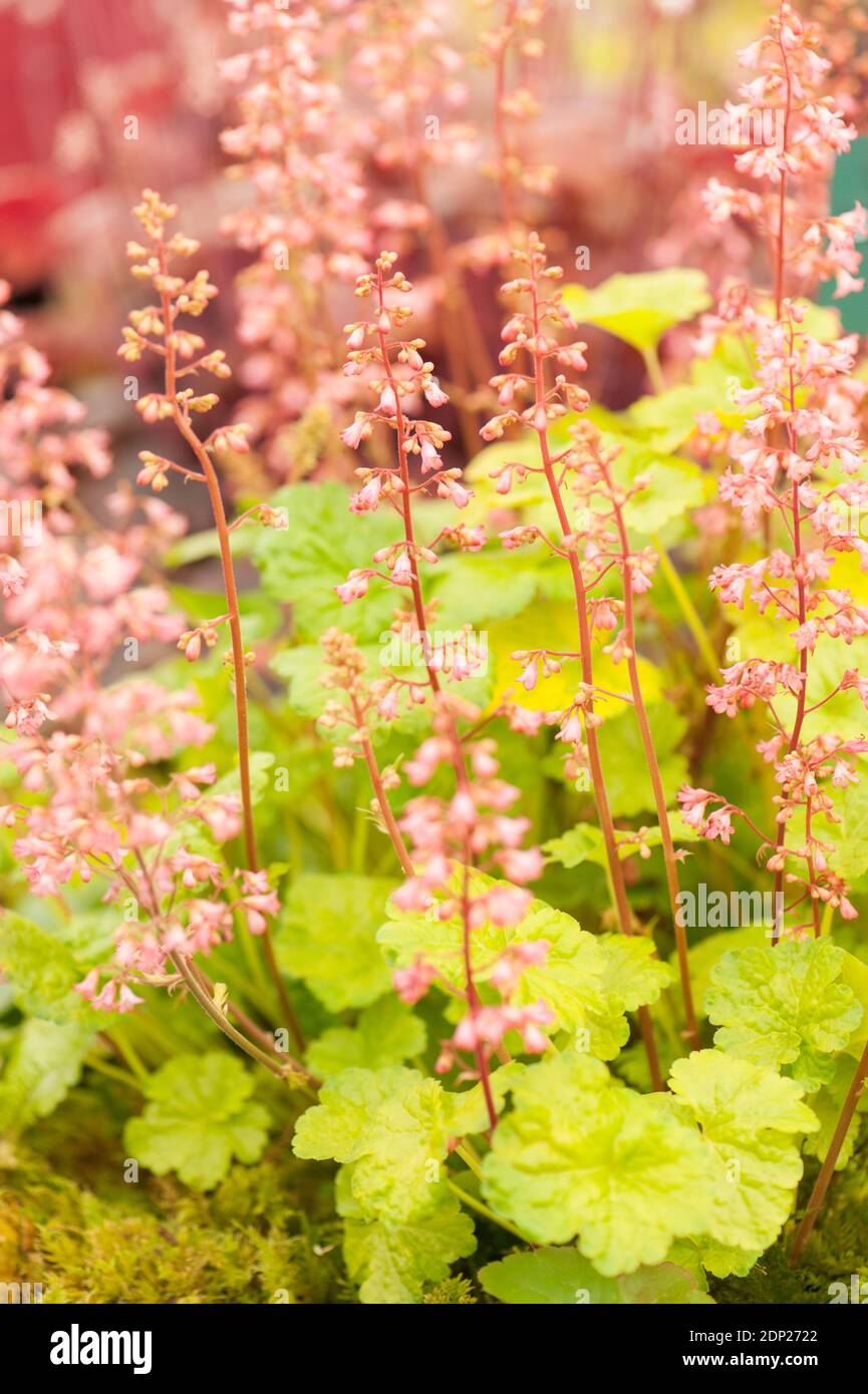 Heuchera ‘Sweet Tart’, Coral Bells ‘Sweet Tart’, in flower Stock Photo