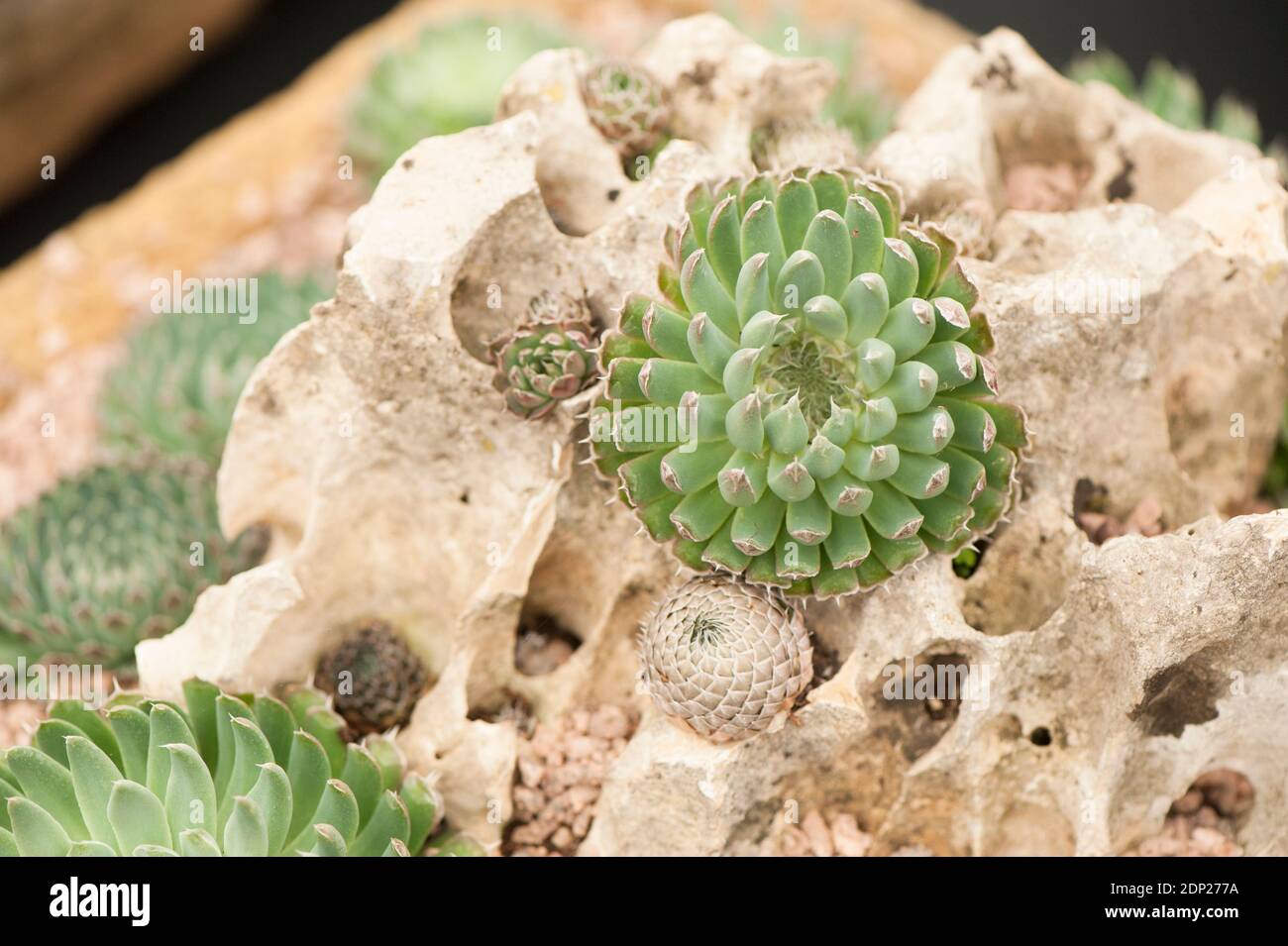 Orostachys spinosum, Spiny Pennywort Stock Photo