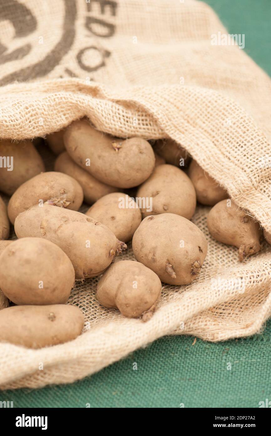 https://c8.alamy.com/comp/2DP27A2/international-kidney-seed-potatoes-solanum-tuberosum-in-a-sack-2DP27A2.jpg