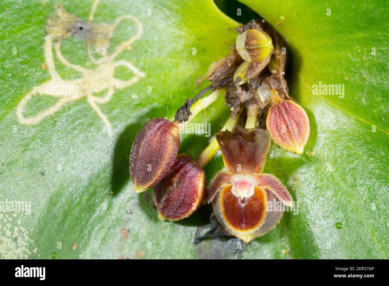A micro orchid (Pleurothallis crossota) growing wild in the understory of montane rainforest in the Los Cedros Reserve, western Ecuador Stock Photo