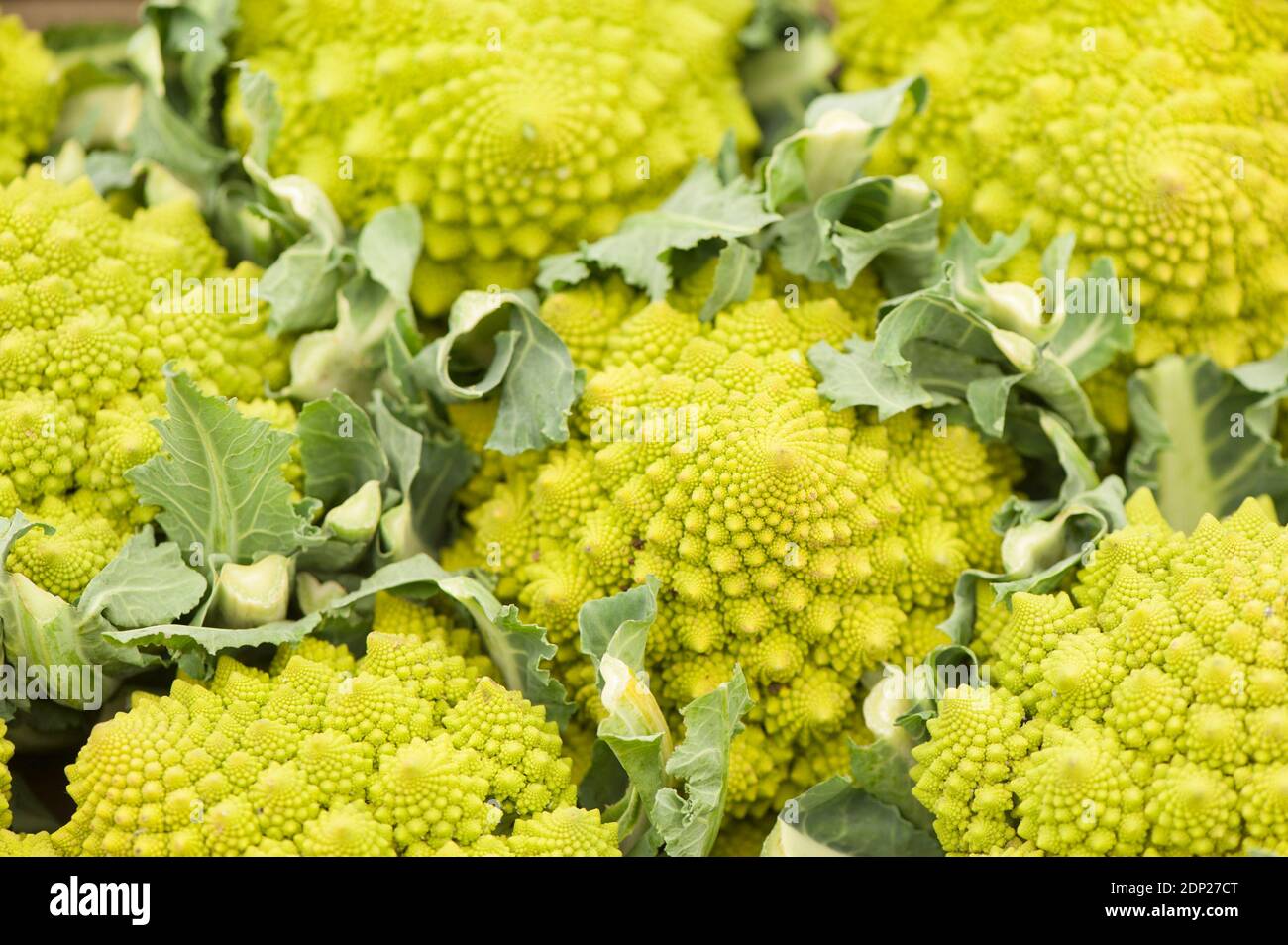 Romanesco broccoli or Roman cauliflower, Brassica oleracea Stock Photo