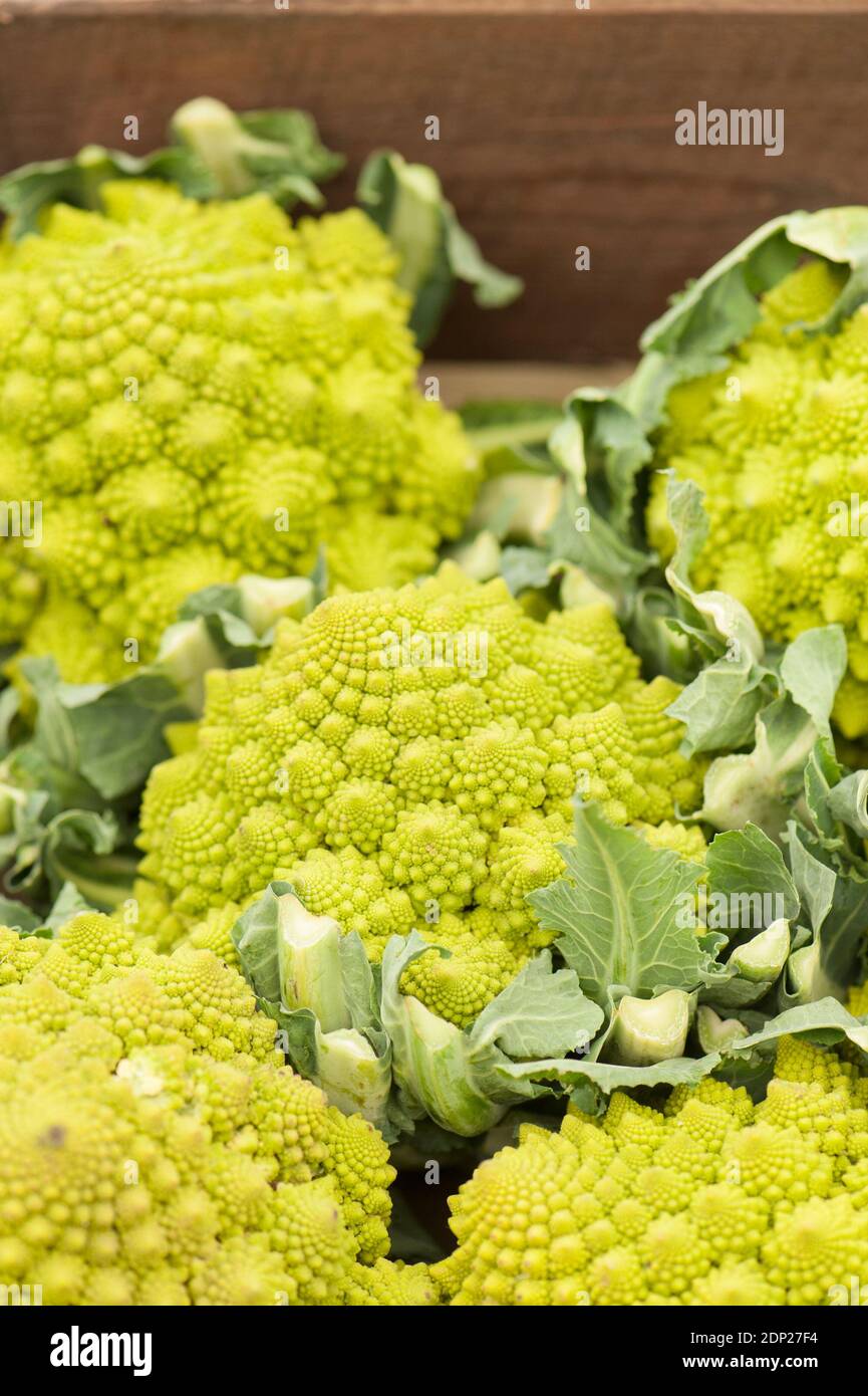 Romanesco broccoli or Roman cauliflower, Brassica oleracea Stock Photo