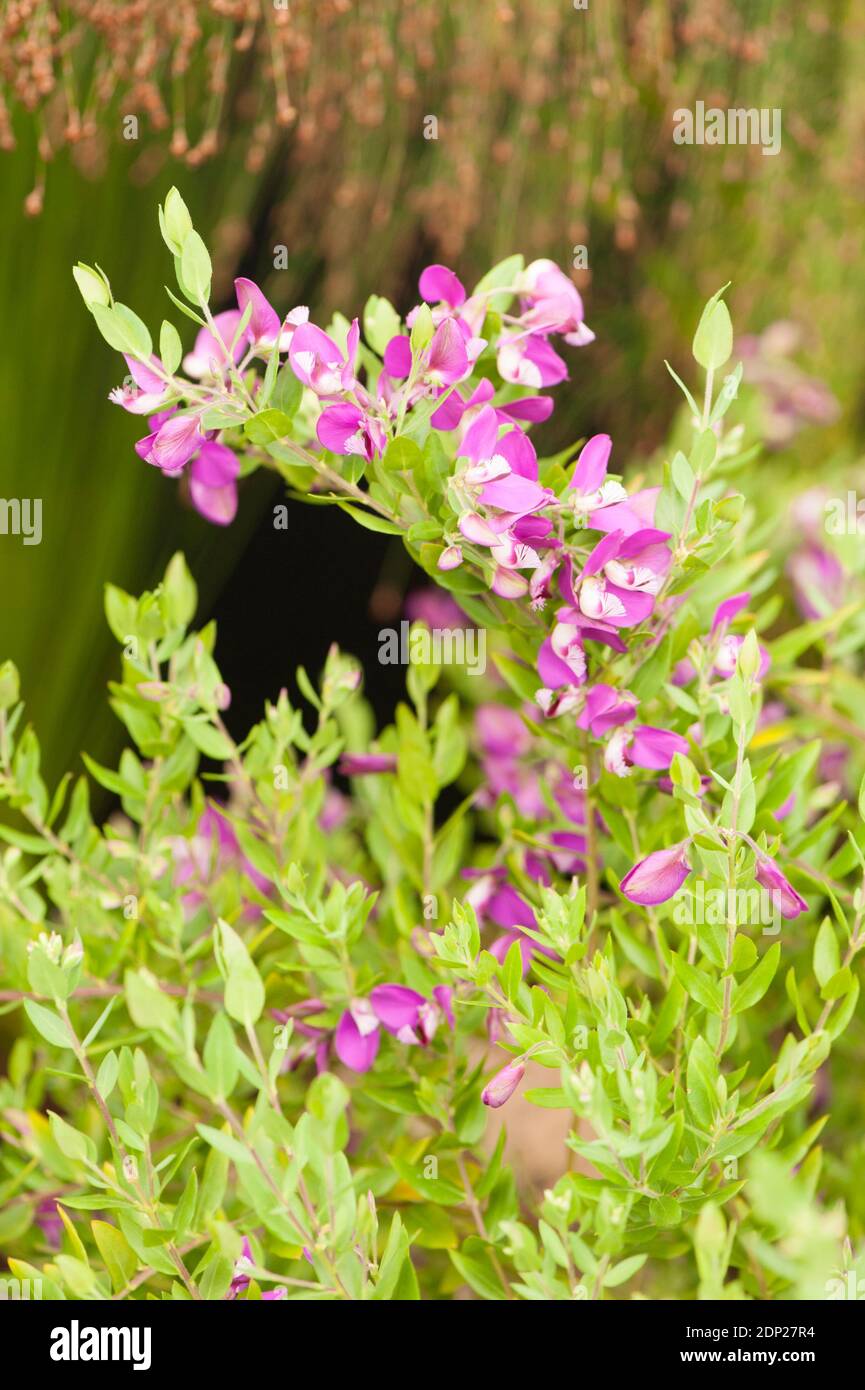 Sweet Pea Bush ‘Grandiflora’, Polygala myrtifolia, in flower Stock