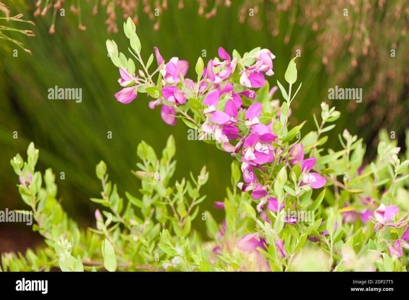 Sweet Pea Bush ‘Grandiflora’, Polygala myrtifolia, in flower Stock Photo