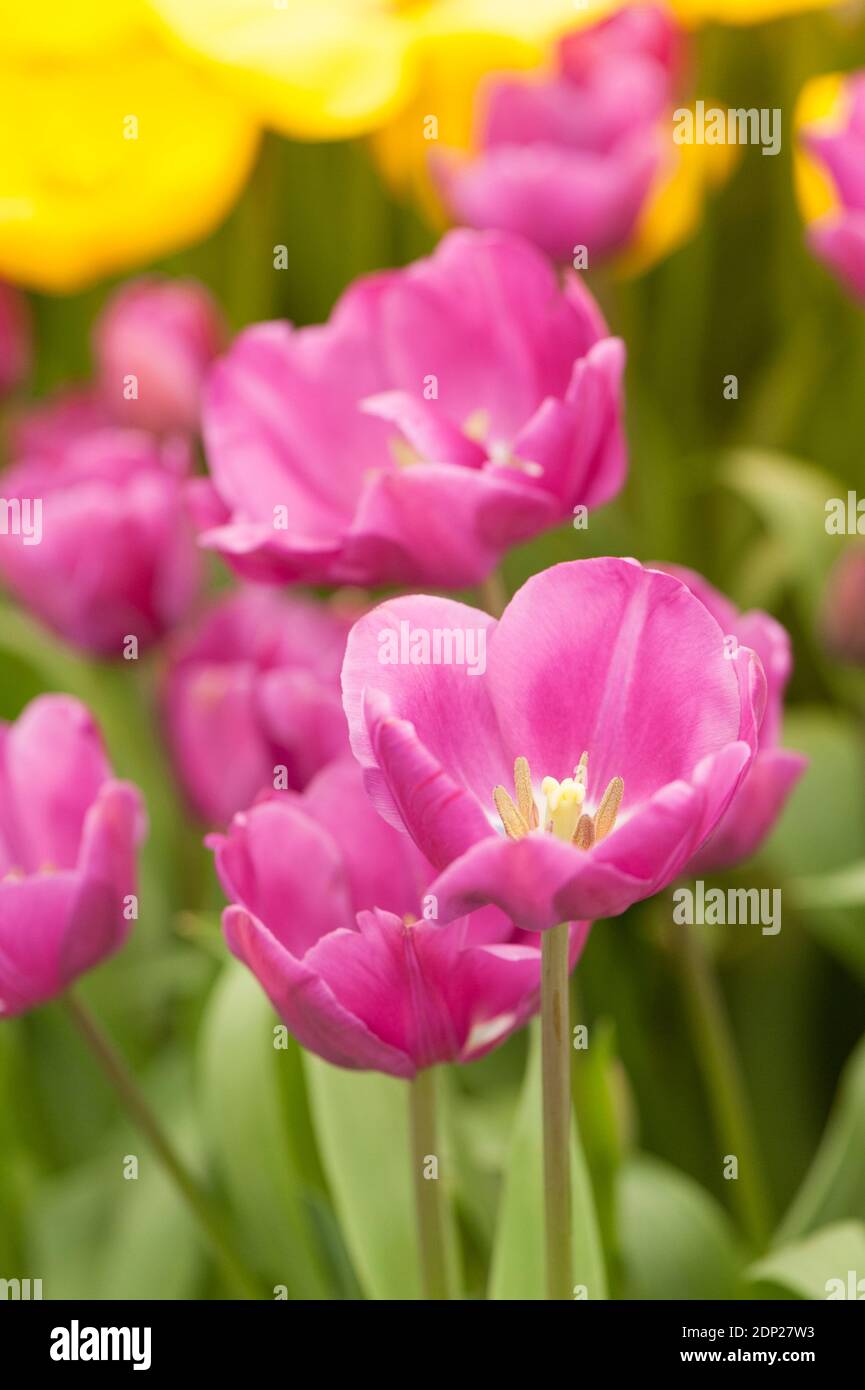 Tulipa ‘Negrita’, Triumph Tulip, in flower Stock Photo