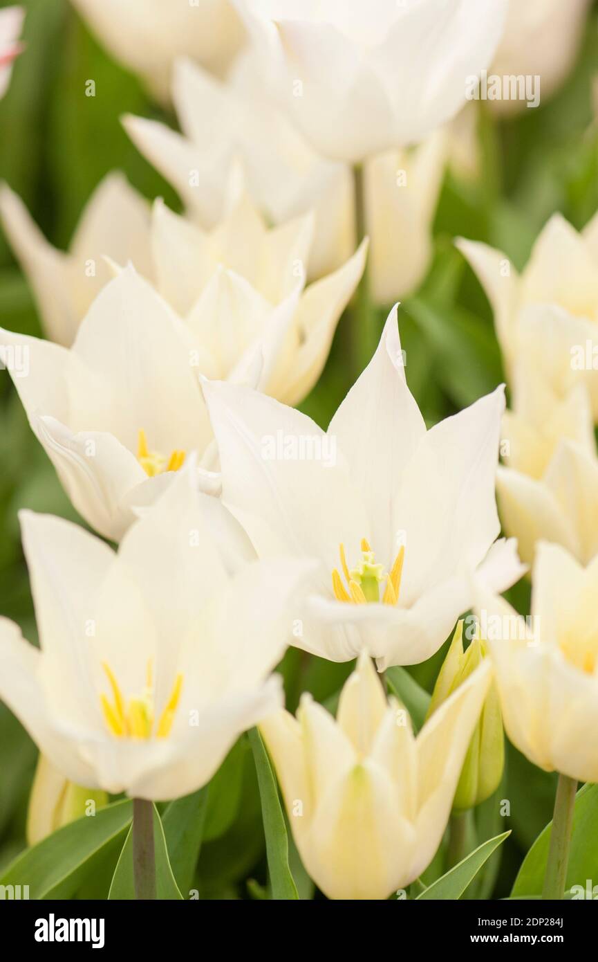 Tulipa 'Sapporo', lily flowered tulip, in flower Stock Photo