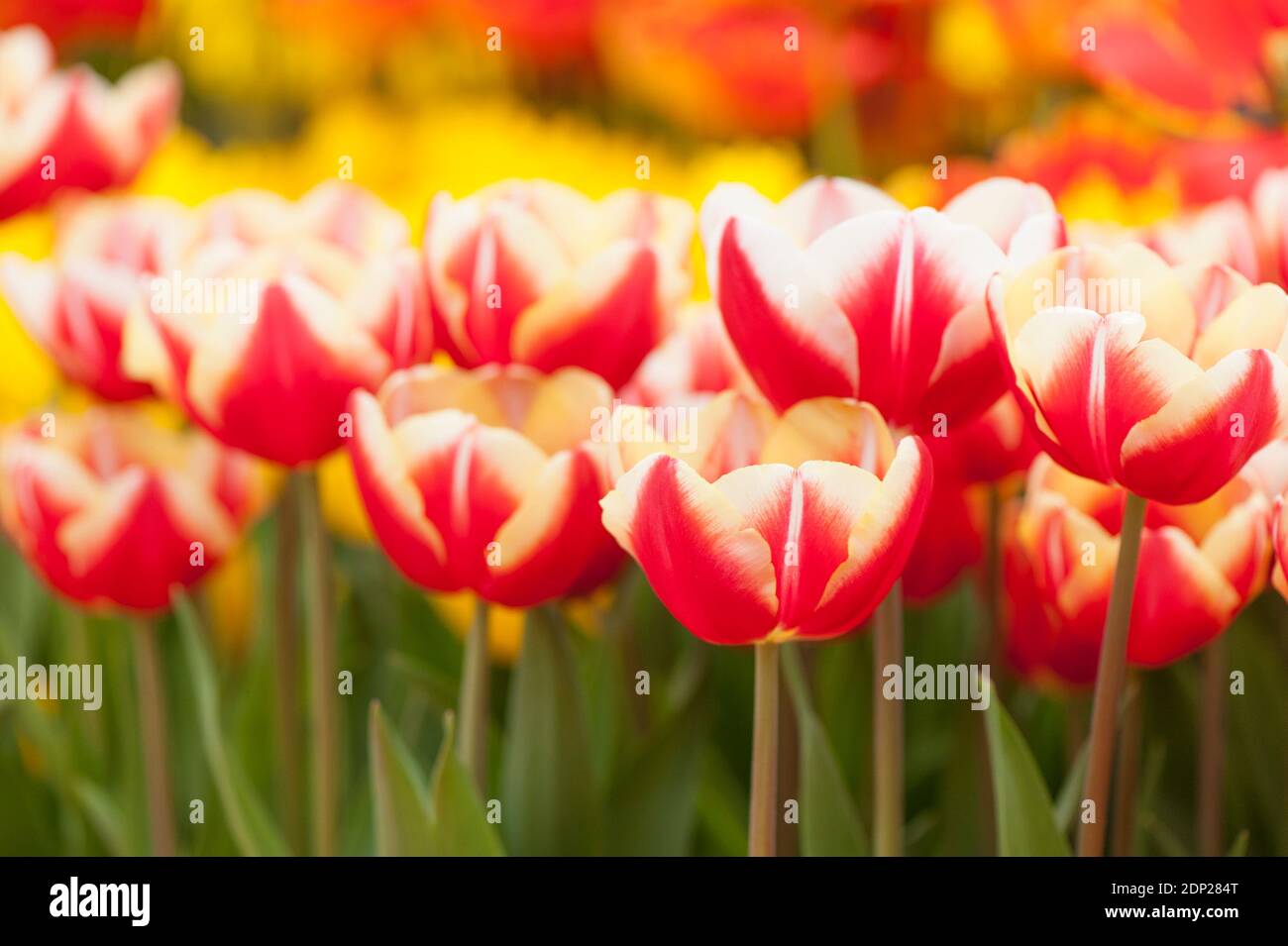 Tulipa 'Leen van der Mark', Triumph Tulips, in flower Stock Photo
