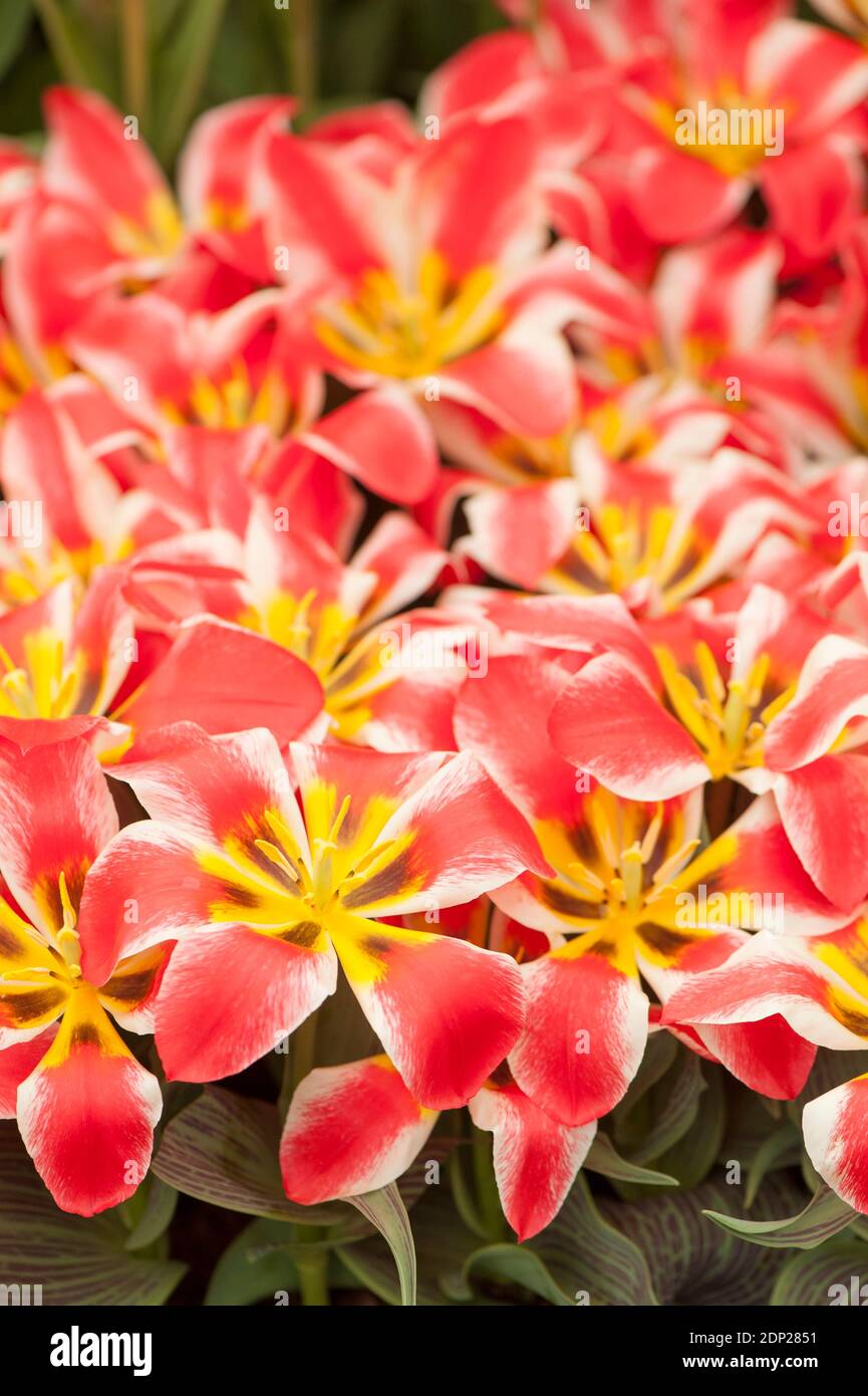 Tulipa 'Czaar Peter', Greigii Tulips, in flower Stock Photo