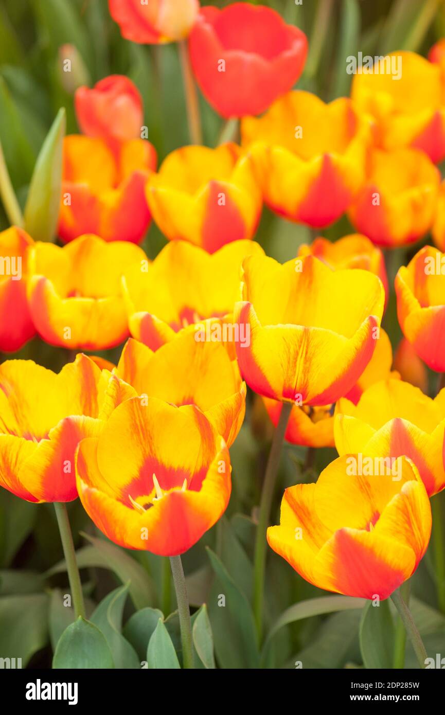 Tulipa ‘Flair’, Single Early Tulips, in flower Stock Photo