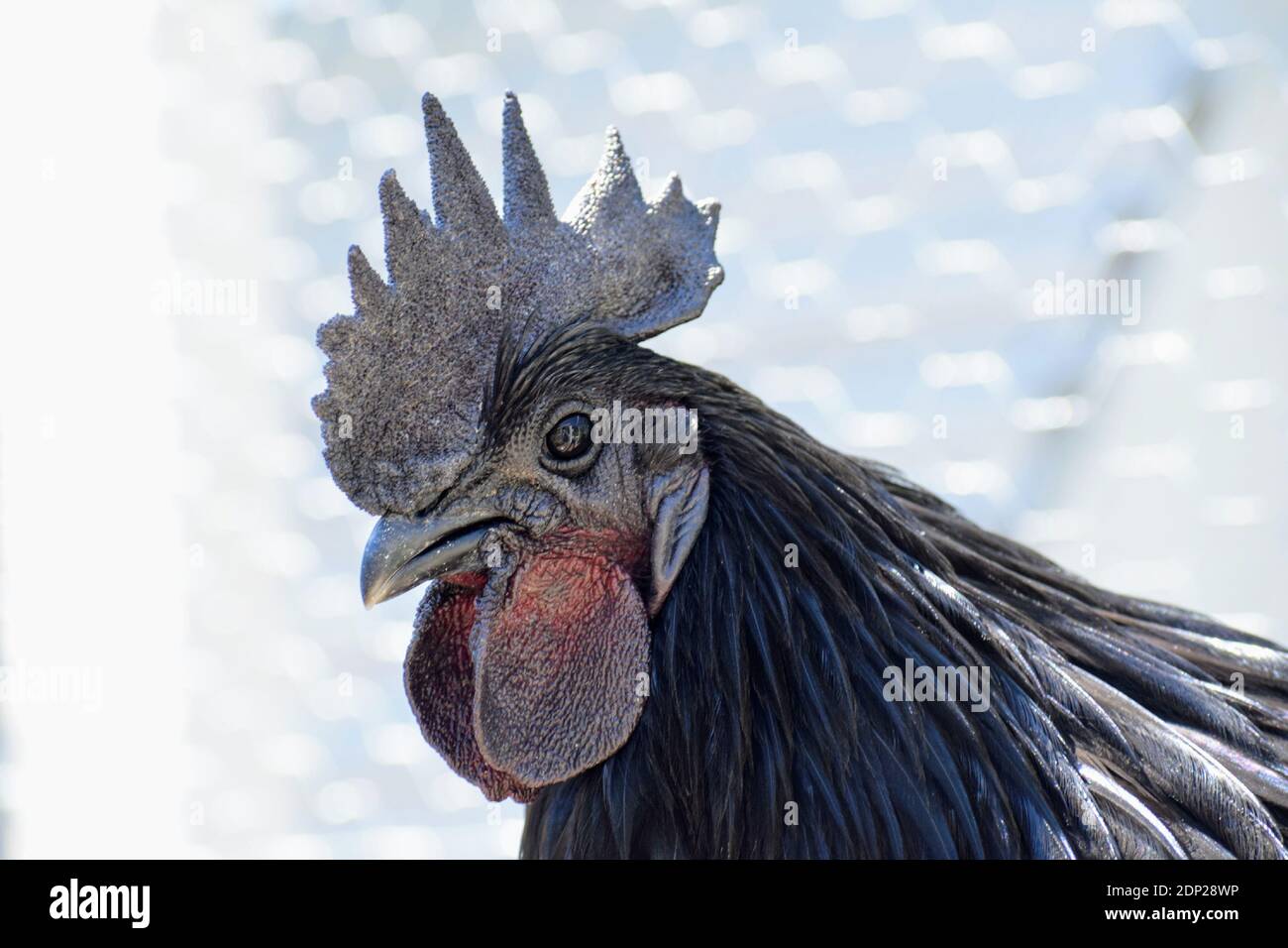 Rooster With Open Mouth High Resolution Stock Photography and 