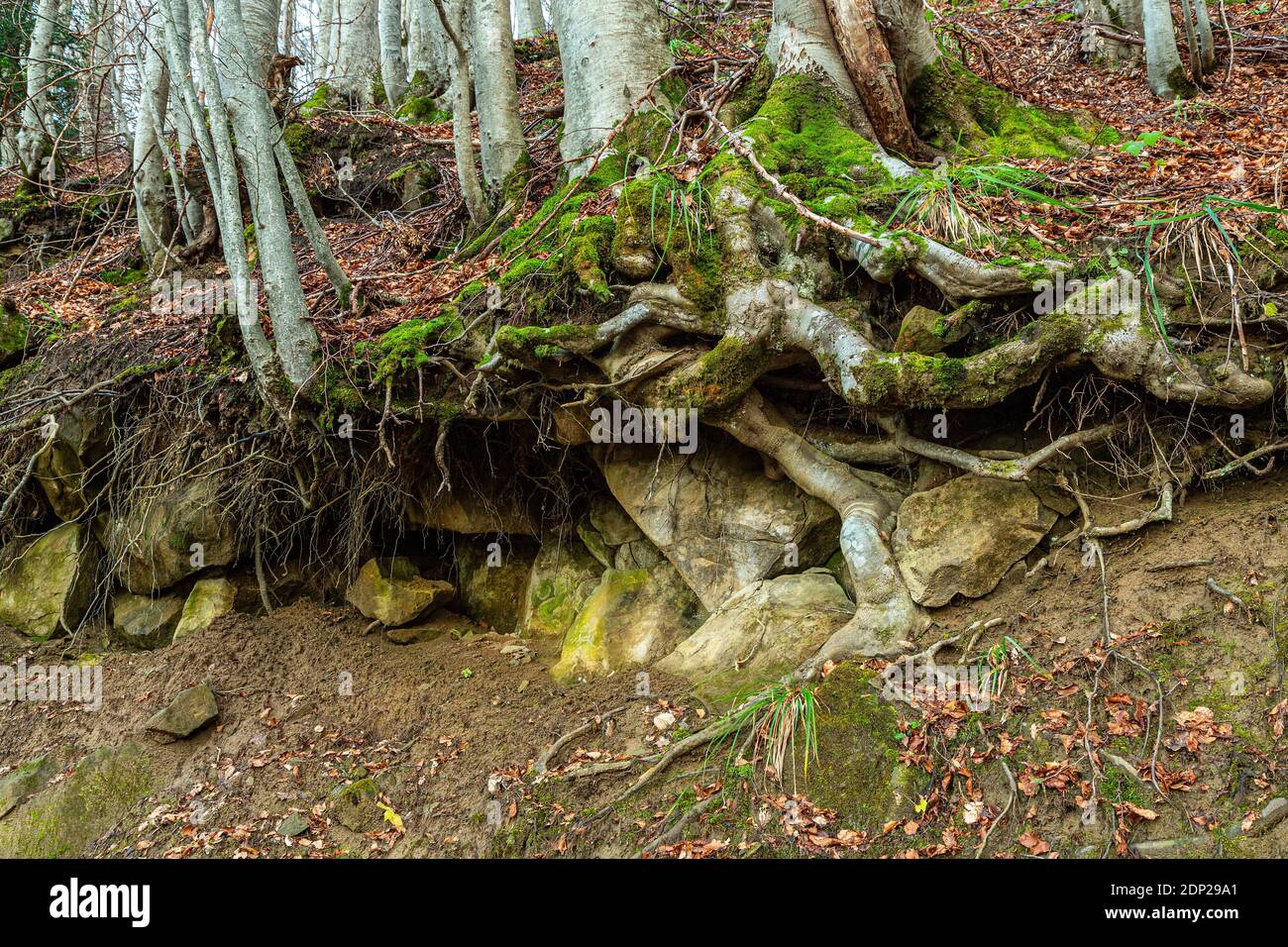 Landslides and run-off show the layers of soil held together by the roots of the beech trees. Gran Sasso and Monti della Laga National Park, Abruzzo Stock Photo