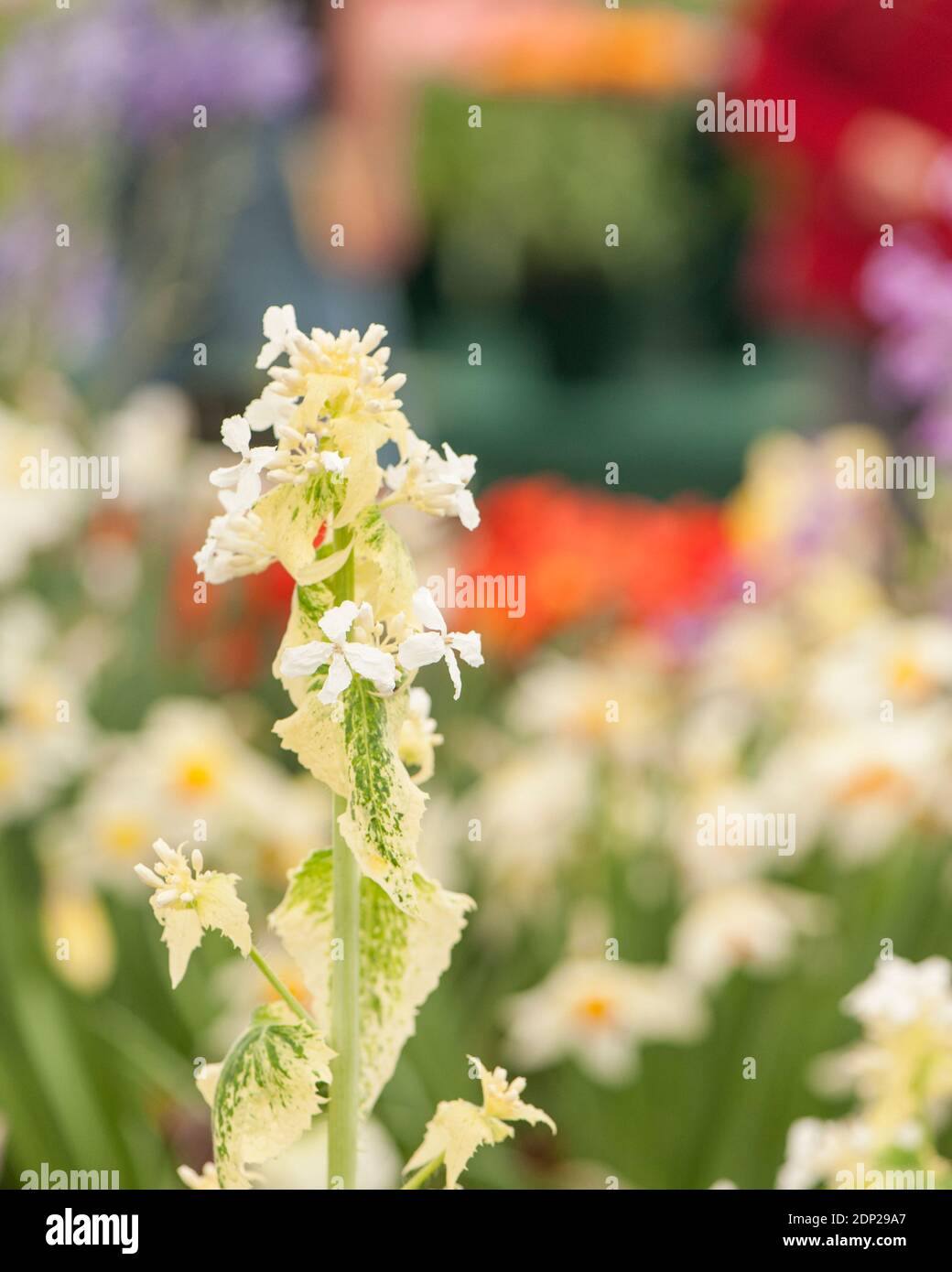 Honesty 'Alba Variegata', Lunaria annua variegata alba Stock Photo