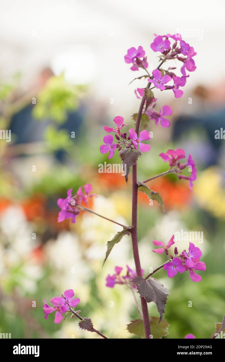 Honesty ‘Chedglow', Lunaria annua ‘Chedglow’, in flower Stock Photo