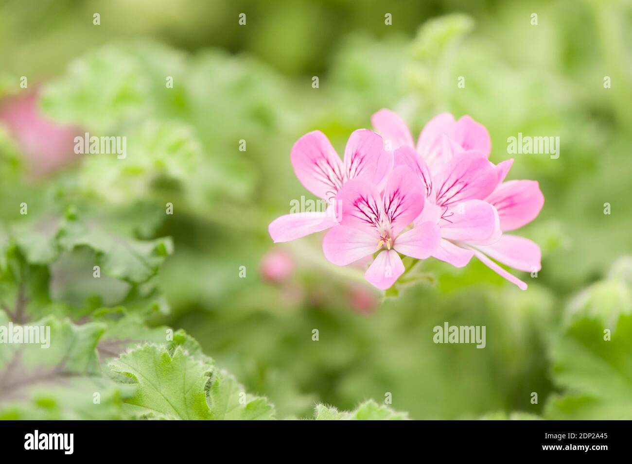 Rose-Scented Pelargonium (Geranium) Pink Capitatum, in flower Stock Photo