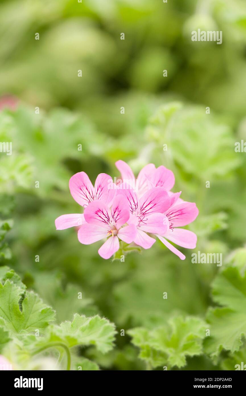 Rose-Scented Pelargonium (Geranium) Pink Capitatum, in flower Stock Photo