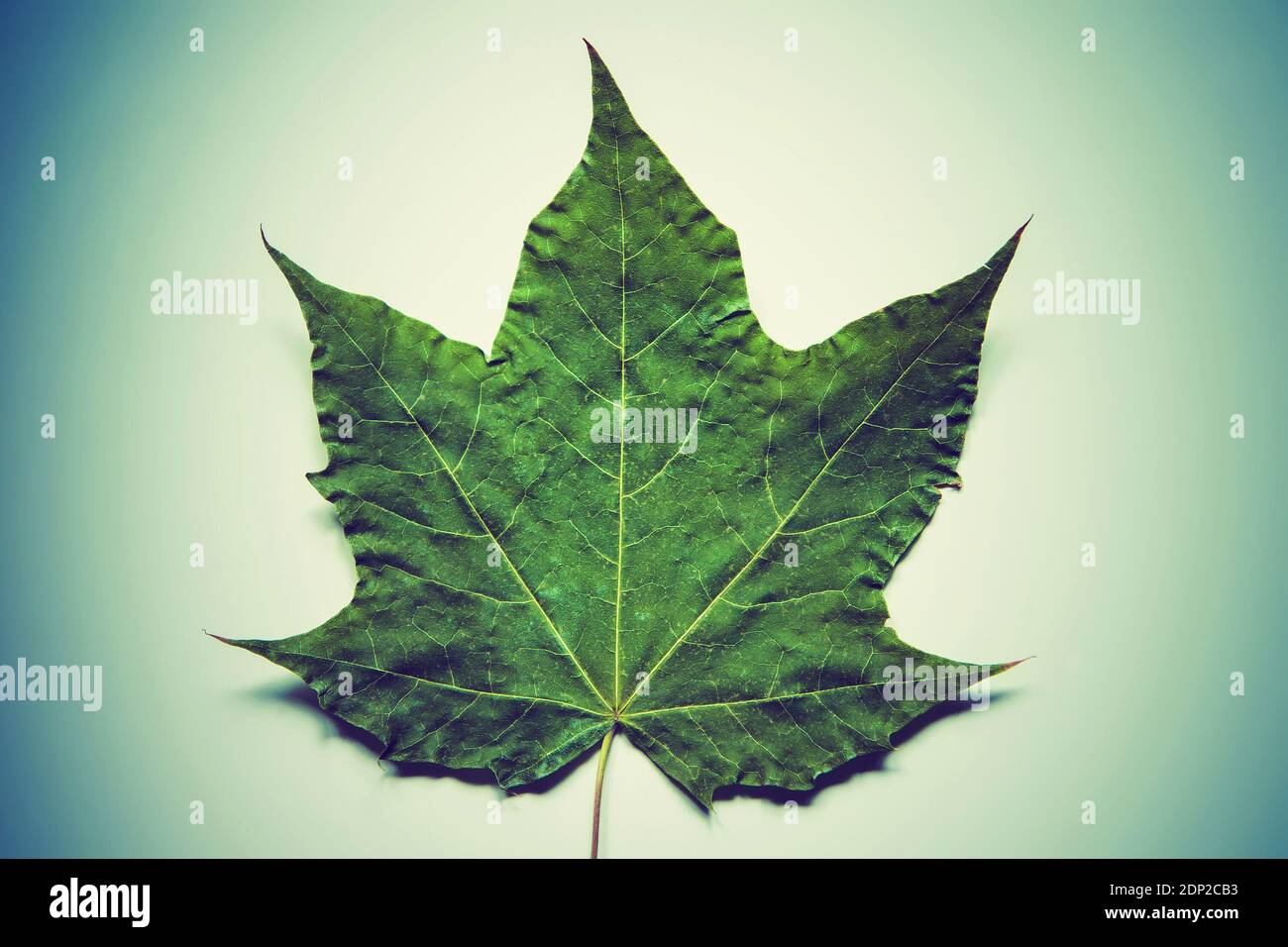 Green maple leaf hi-res stock photography and images - Alamy