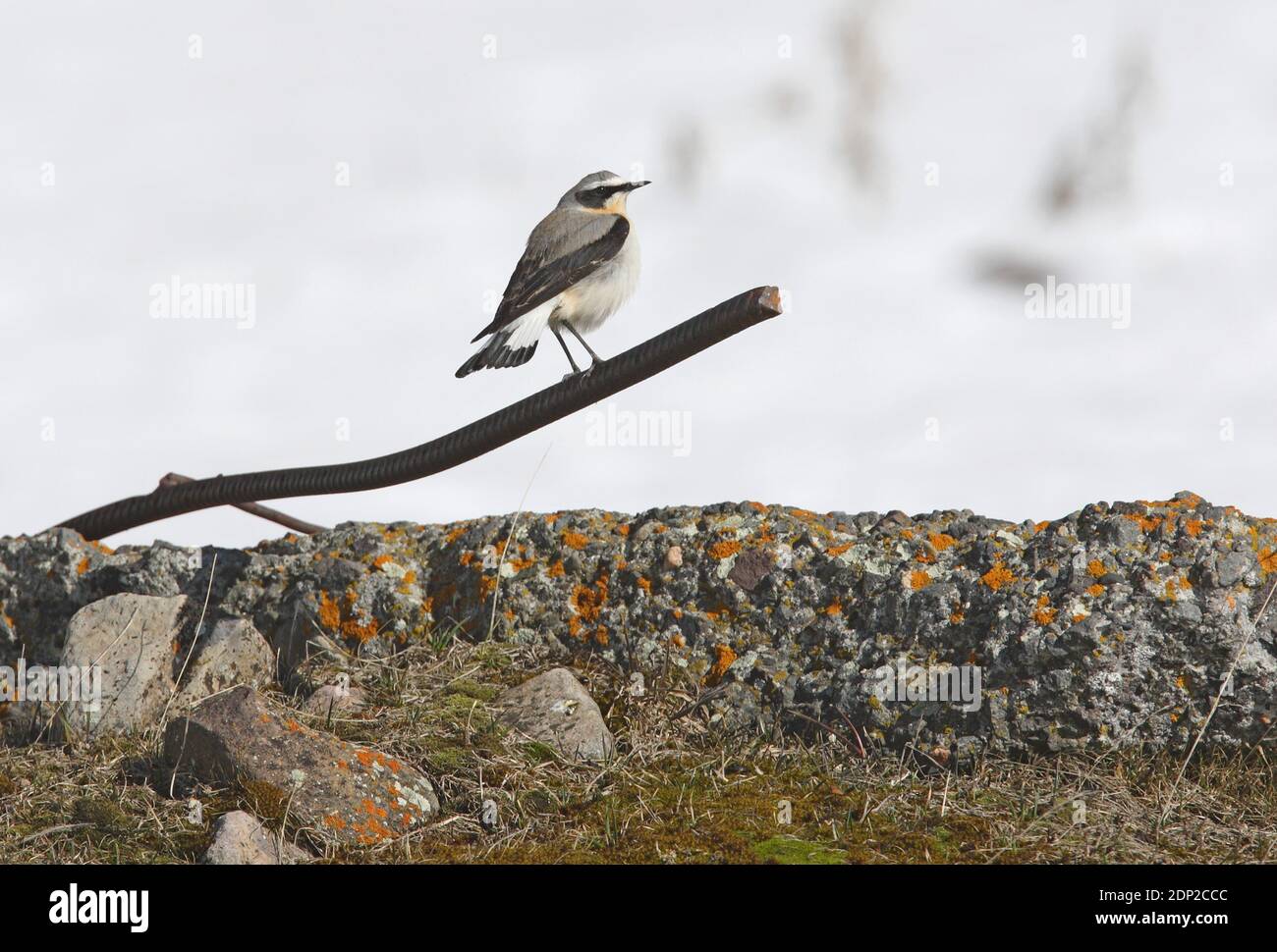 Northern Wheatear (Oenanthe oenanthe) male perched on rusty iron bar at snowy mountain pass  Georgia               May Stock Photo