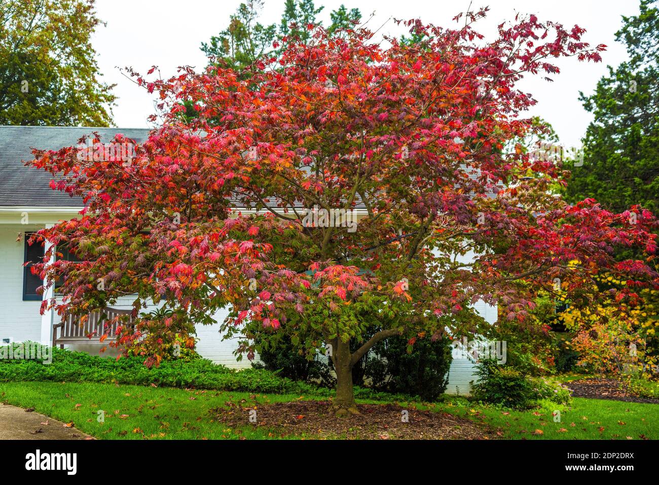 Japanese Maple in Early Fall Color, Acer Japonicum Aconiticolium (Full Moon Maple).  Alexandria, Virginia, USA Stock Photo