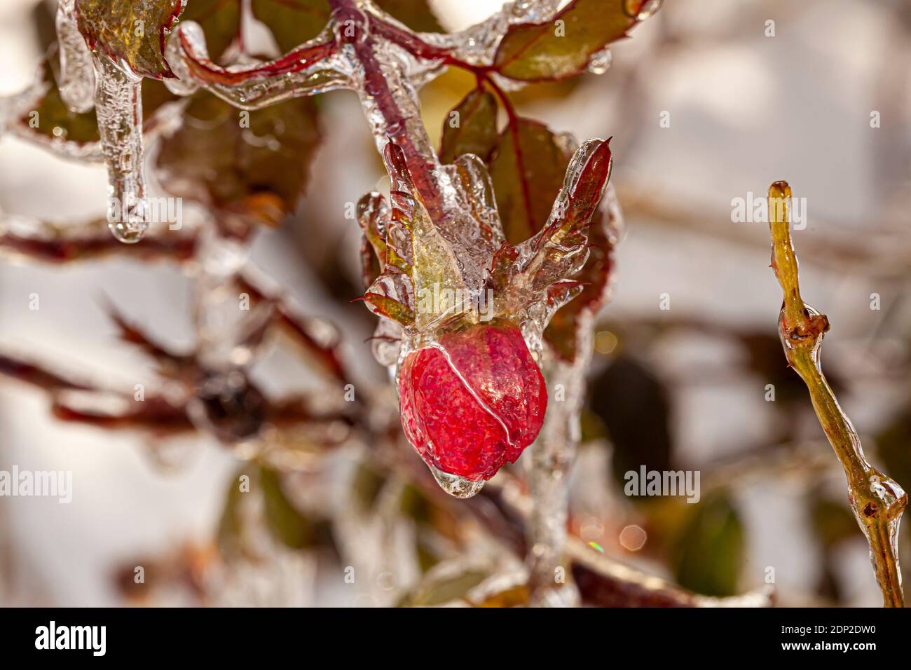 Close up macro image of Japanese flowering crabapple tree (Malus Floribunda) covered completely with ice on a very cold winter day. Its red wild fruit Stock Photo