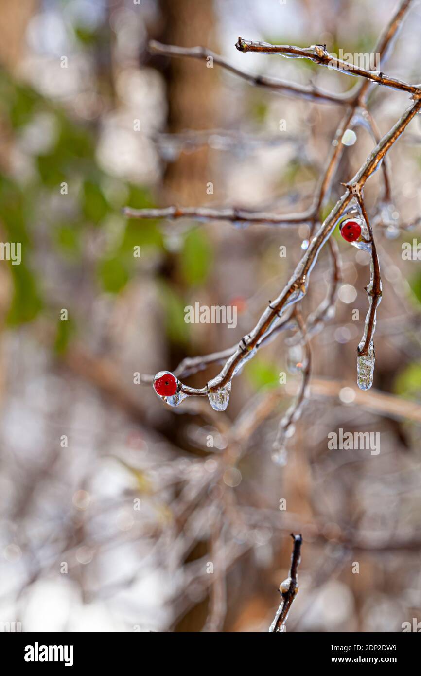 Tiny tree branches in forest covered with ice and icicles are hanging below. There are red wild fruits also in ice on the leafless trees. Blurred back Stock Photo