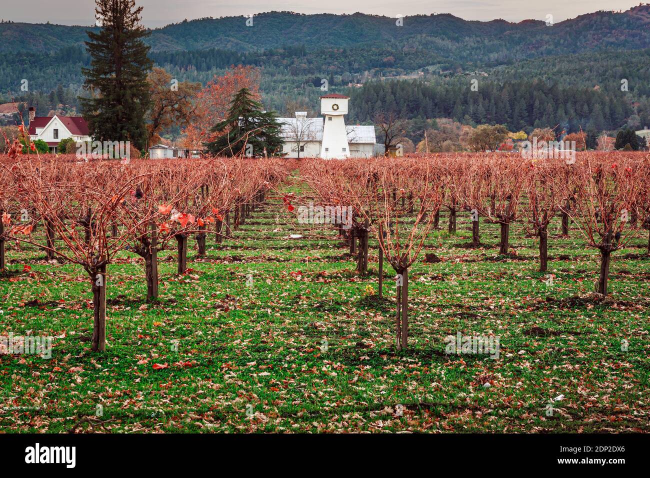 A picturesque Napa Valley Vineyard re-energizing for the winter. A tranquil scene in a calm rest. Stock Photo