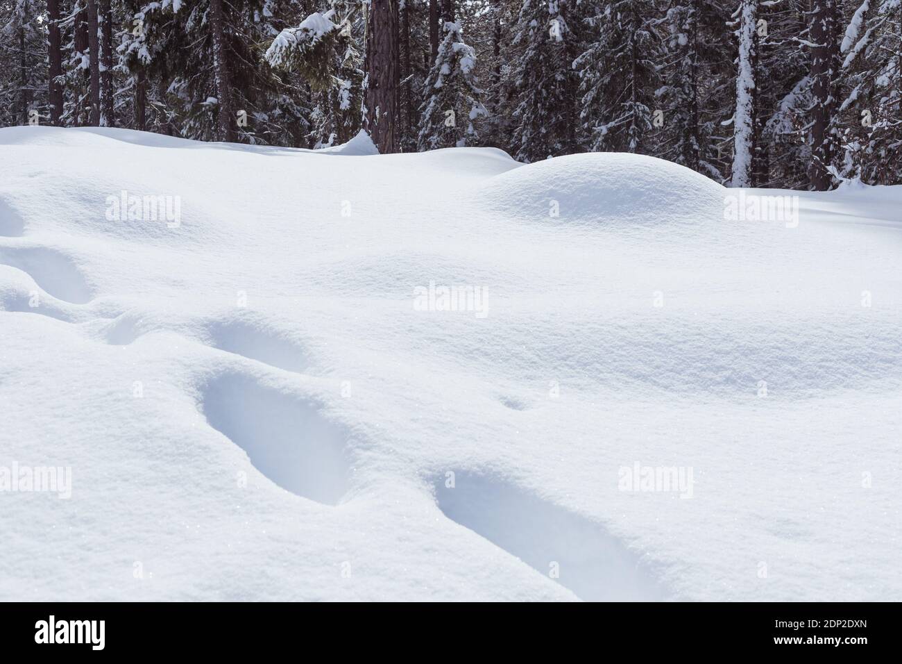 Deep Tracks in Freshly Fallen Snow in Forest Stock Photo