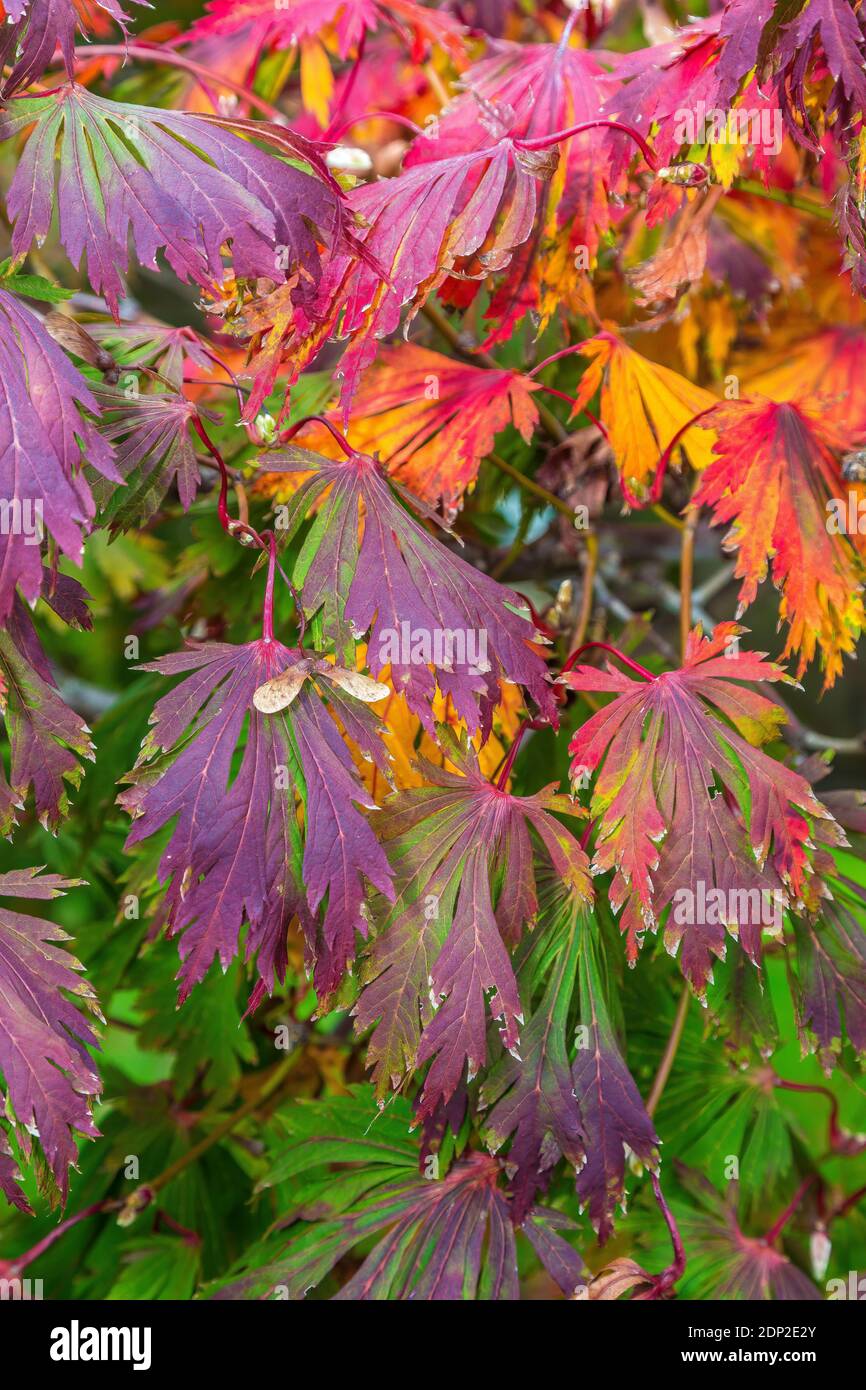 Japanese Maple in Early Fall Color, Acer Japonicum Aconiticolium (Full Moon Maple).  Alexandria, Virginia, USA Stock Photo