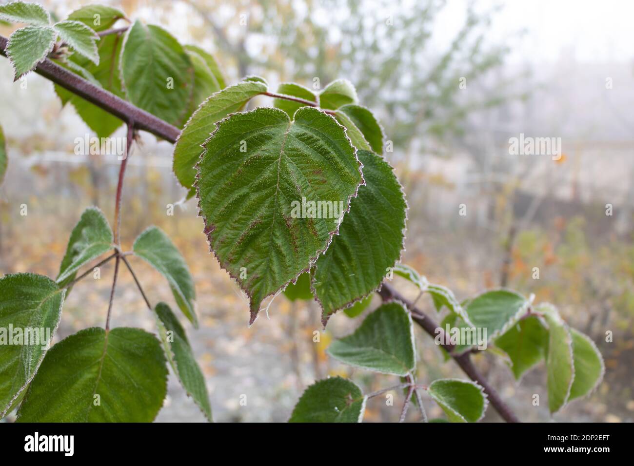 Frozen blackberry leaves The effects of the first frost Stock Photo Alamy