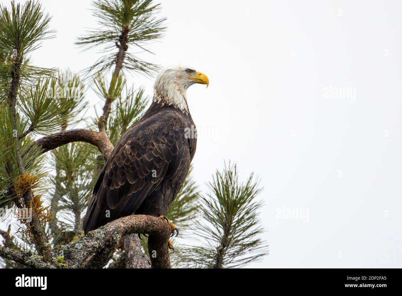 A majestic bald eagle is perched on a branch located in north Idaho