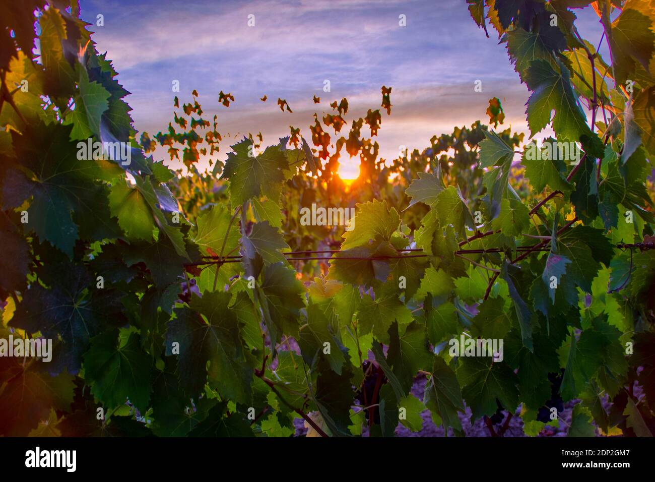 At Montalcino - Italy - On august 2020 -  vineyard  at sunset in  tuscan countryside Stock Photo