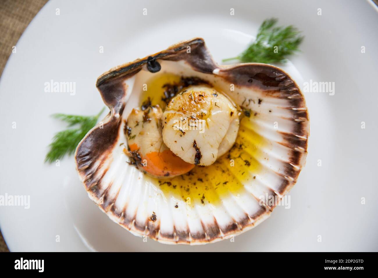A pan seared scallop, Pecten maximus, that has been served in the shell ...