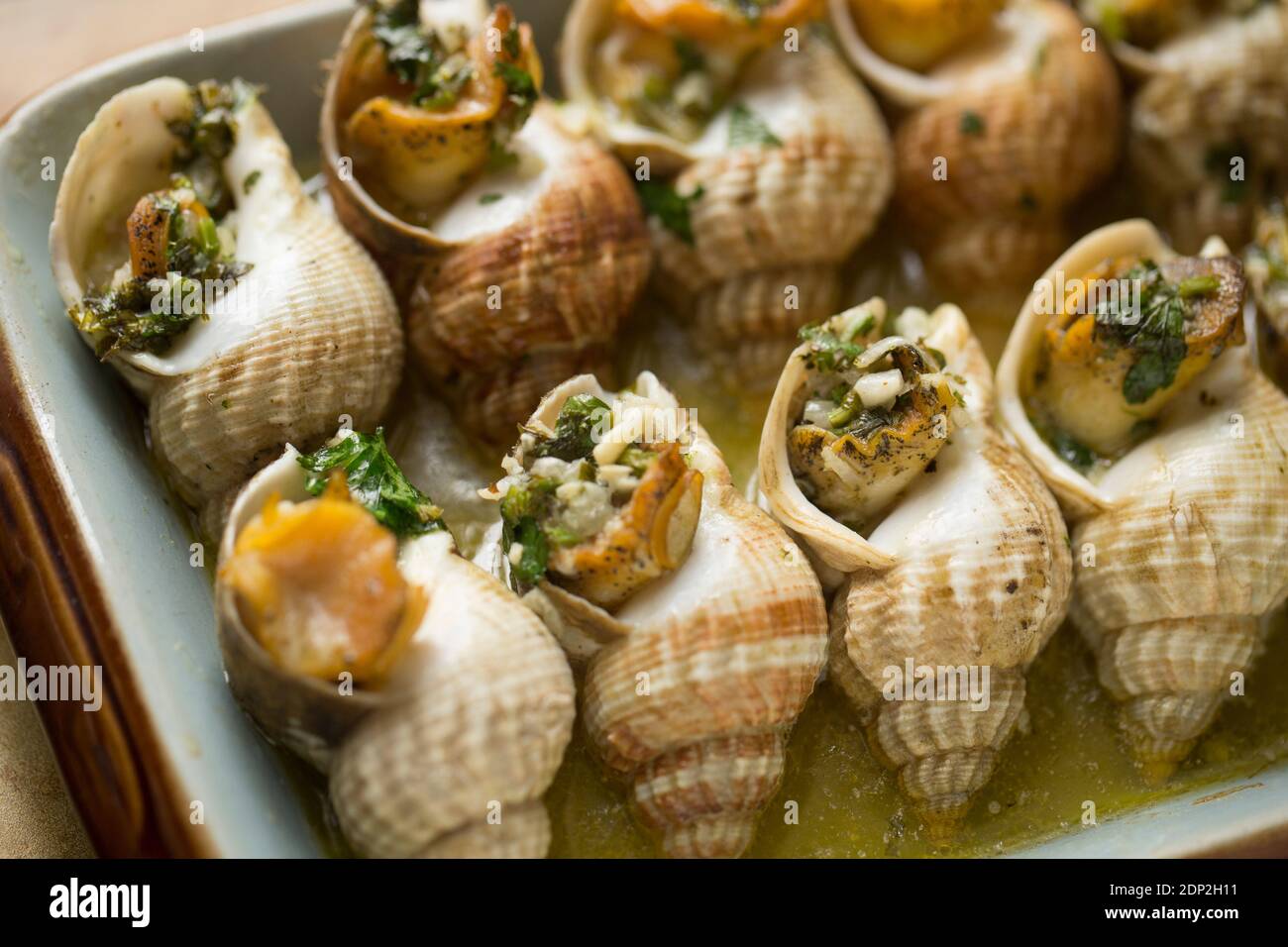 Cooked whelks, Buccinum undatum, that have first been boiled before