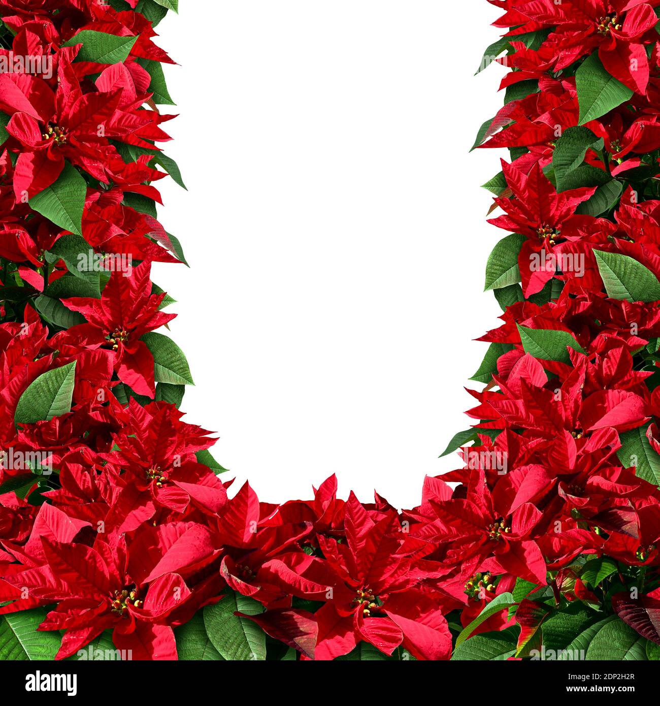Poinsetta as a blank frame and border design as Christmas foliage element with floral plants from central america and Mexico representing. Stock Photo