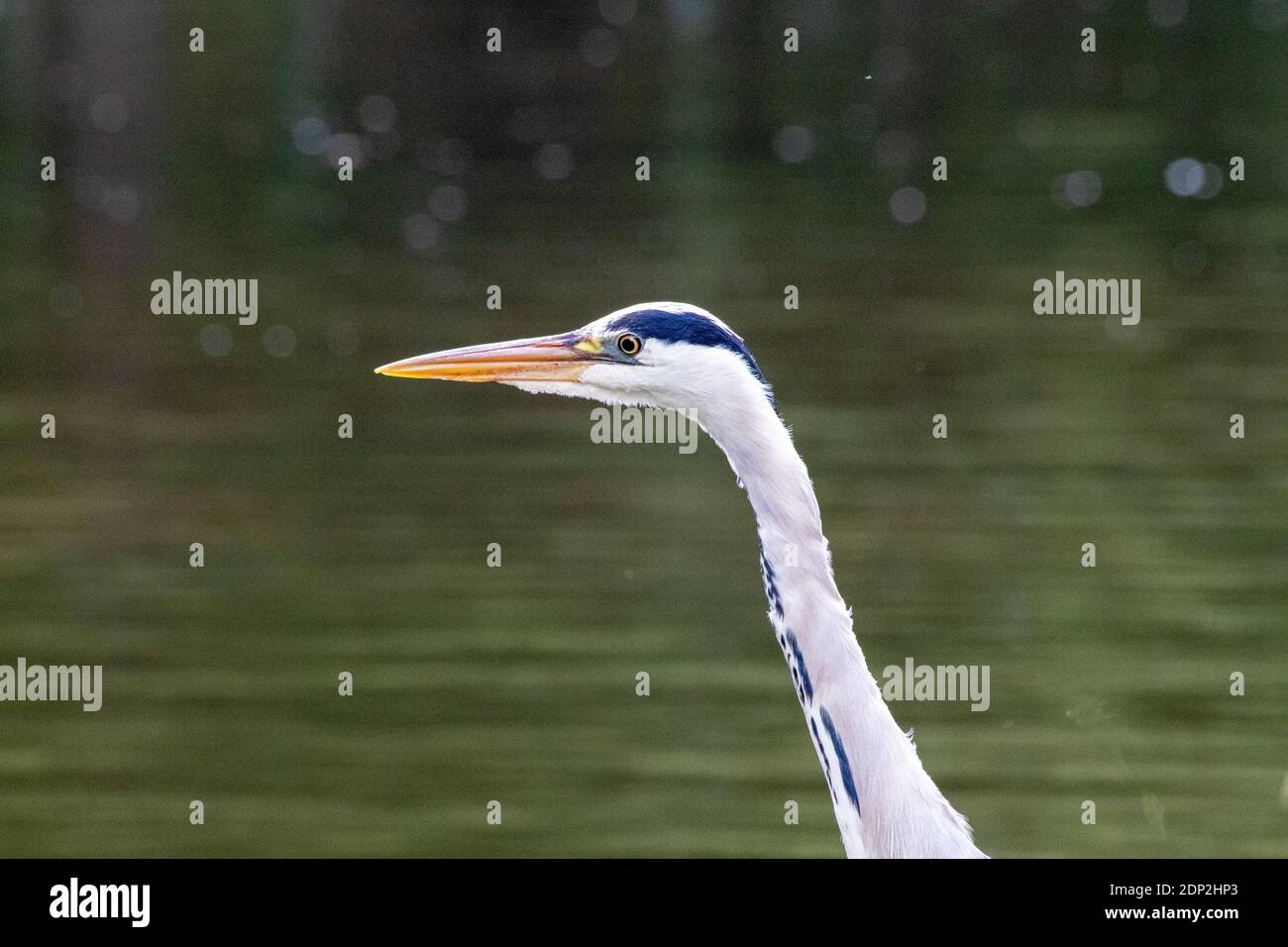 Portrait of a Heron taken on a canal back in the summer Stock Photo