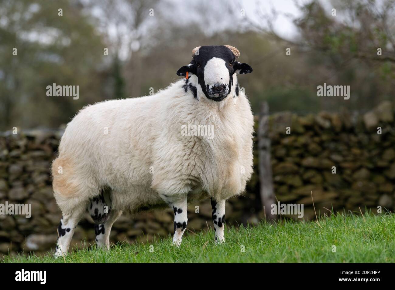 Rough Fell rams, native to the Howgill fells in Cumbria ready for the autumn sales. UK Stock Photo