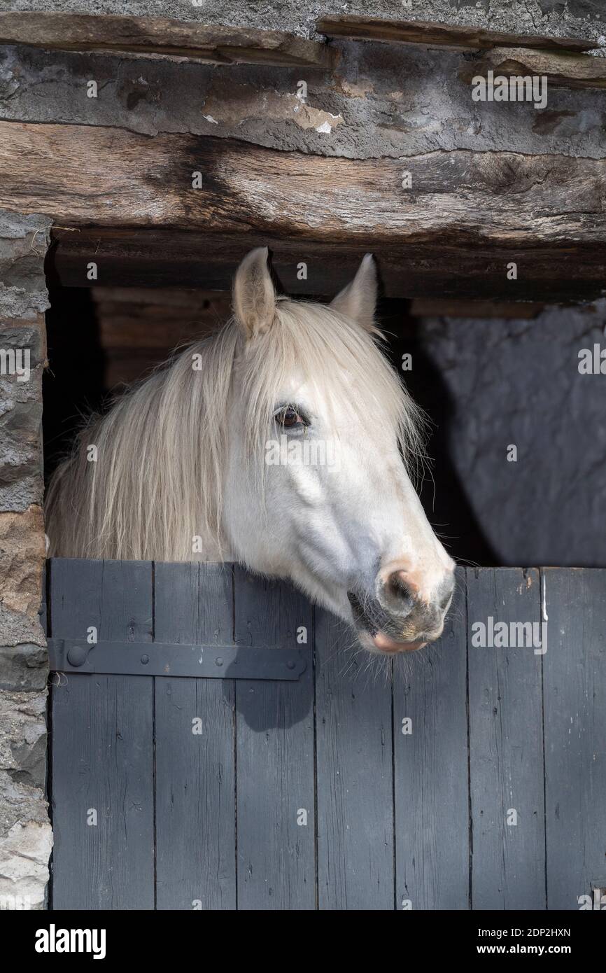 White pony looking over its stable door, Cumbria, UK. Stock Photo
