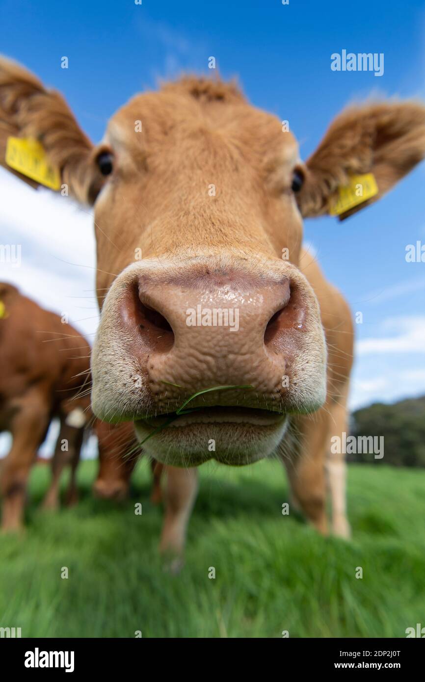 Nosey Cow High Resolution Stock Photography and Images - Alamy