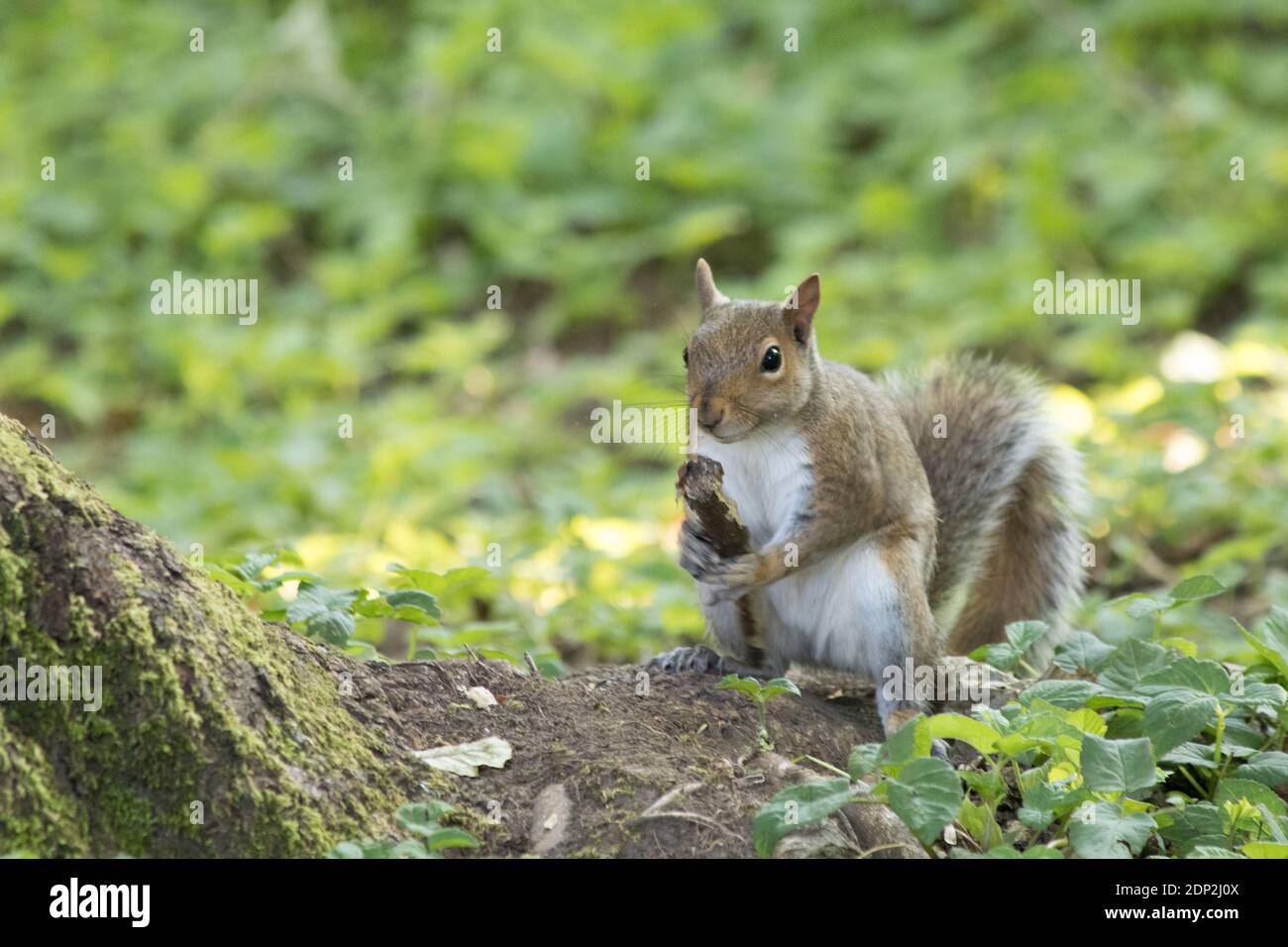 Portrait of a red squirrel in UK holding a twig on the ground Stock Photo