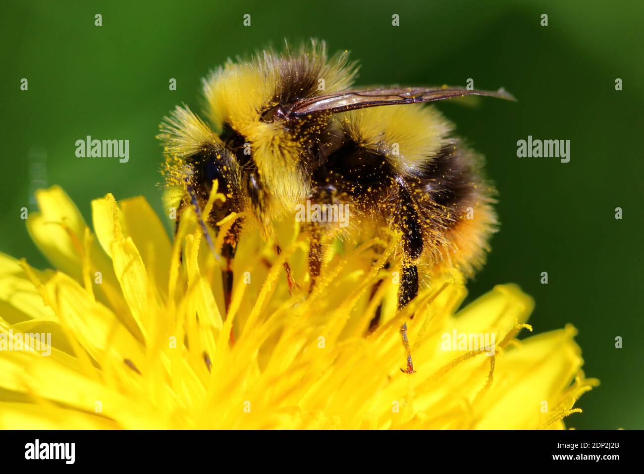 An early Bumblebee (Bombus pratorum) covered in pollen,pollinating a bright yellow dandelion (Taraxacum officinale) Stock Photo