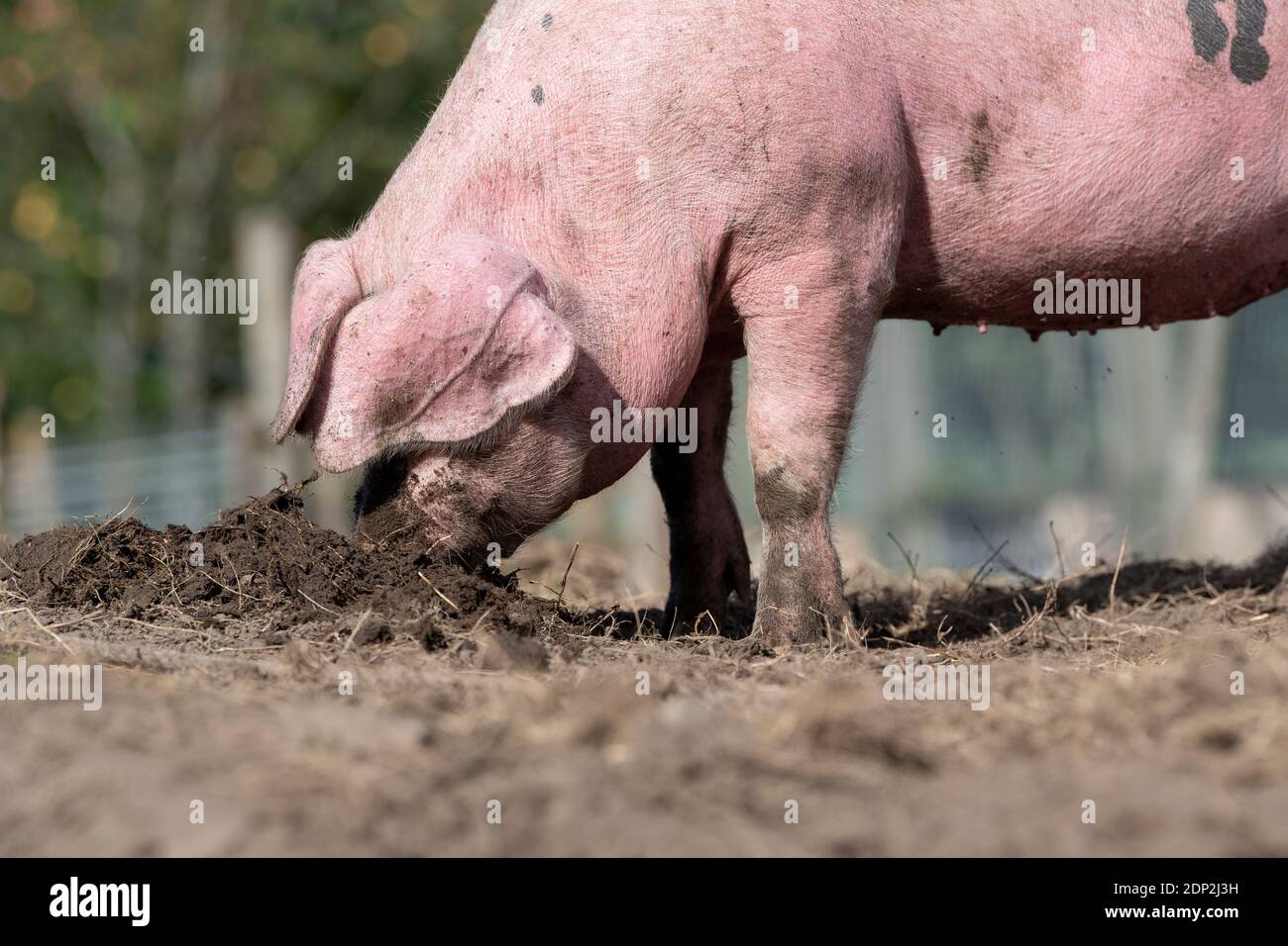 Free range pig rooting around with its nose for food. Lancashire, UK ...