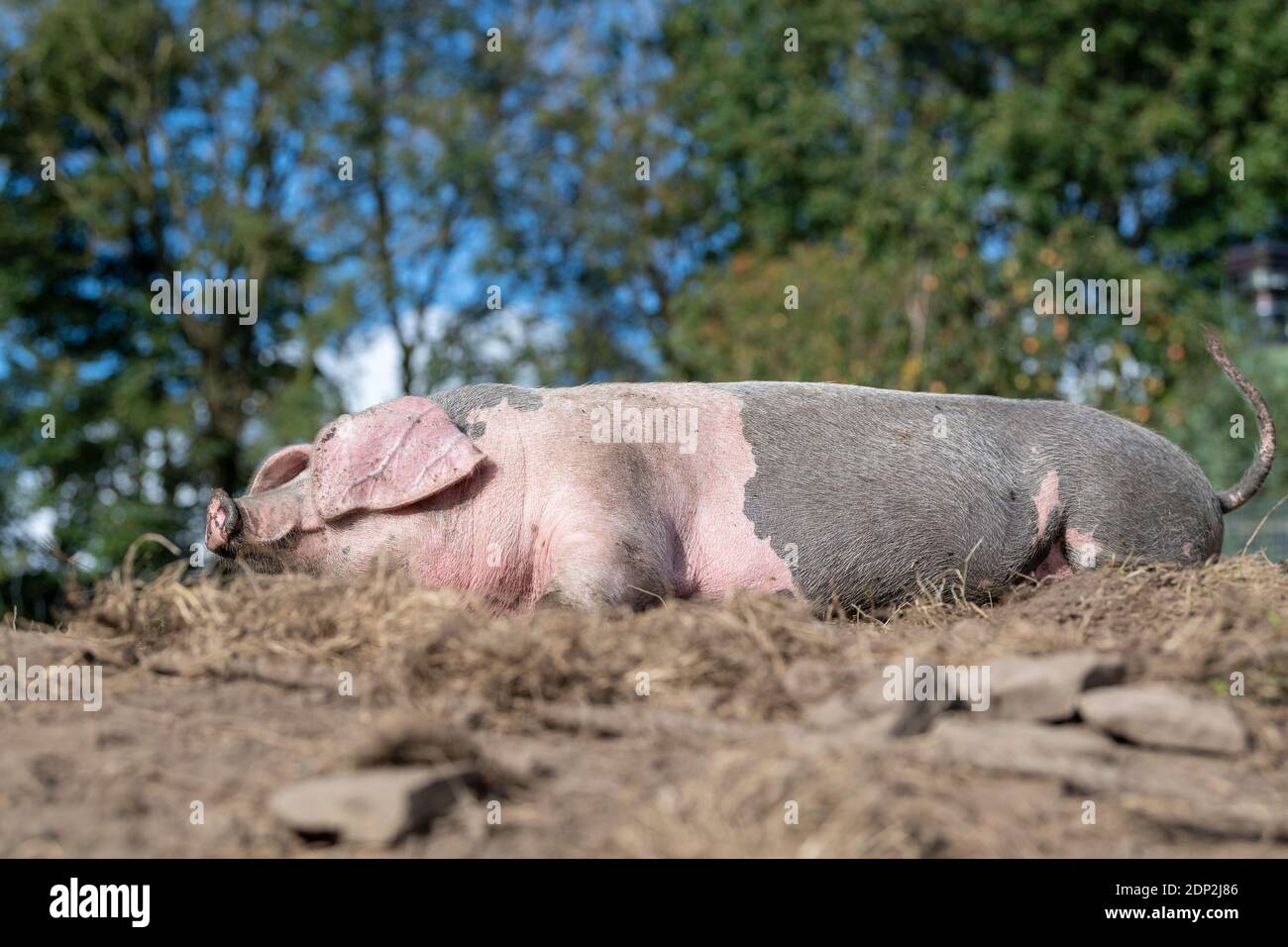Free range pig enjoying a sleep in its paddock. Lancashire, UK. Stock Photo