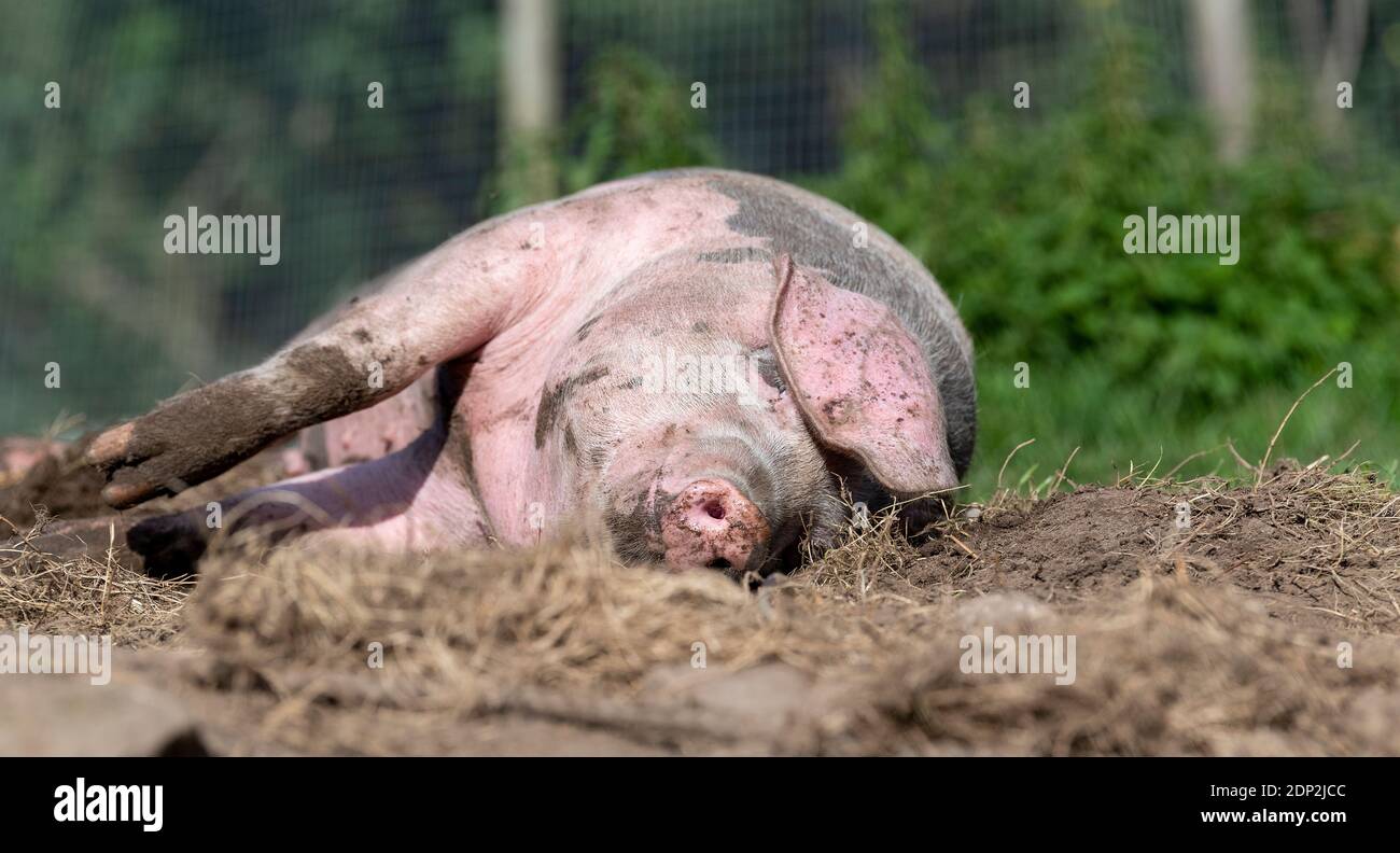 Free range pig rolling in a paddock. Lancashire, UK. Stock Photo