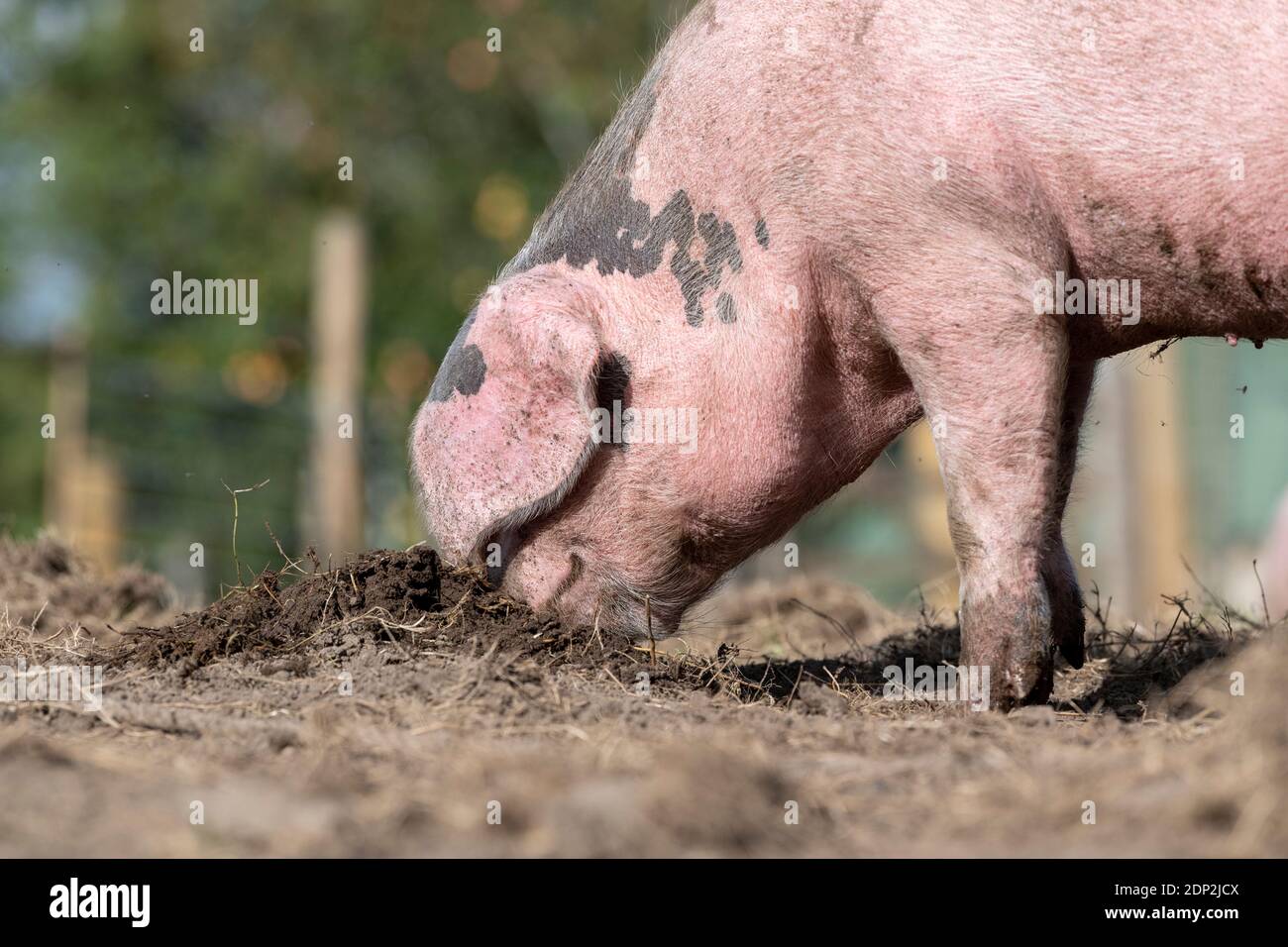 Snuffling pig hi-res stock photography and images - Alamy