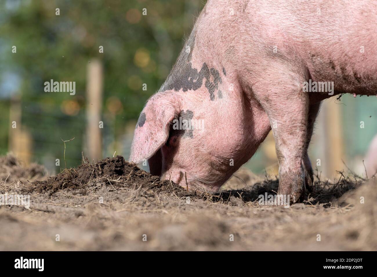 Free range pig rooting around with its nose for food. Lancashire, UK ...
